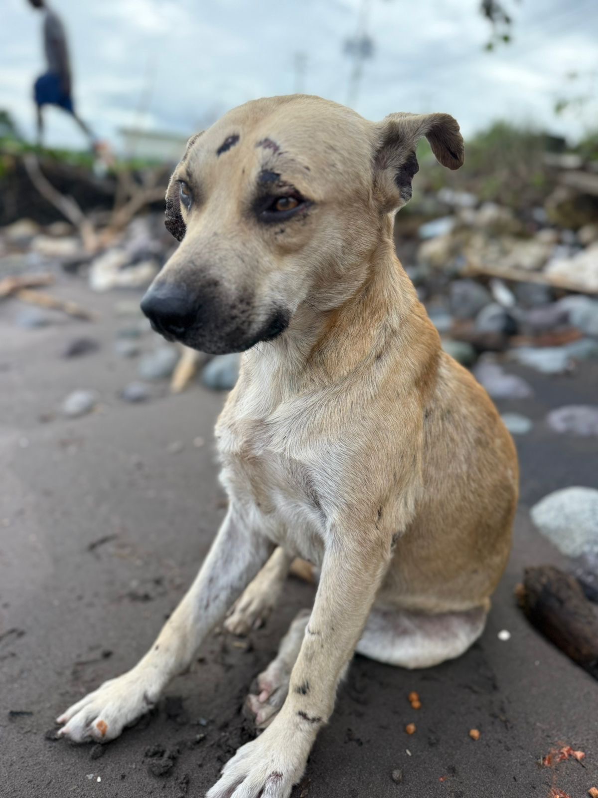 Build a Lifeline for Portland’s Street Dogs campaign photo, 4 of 8