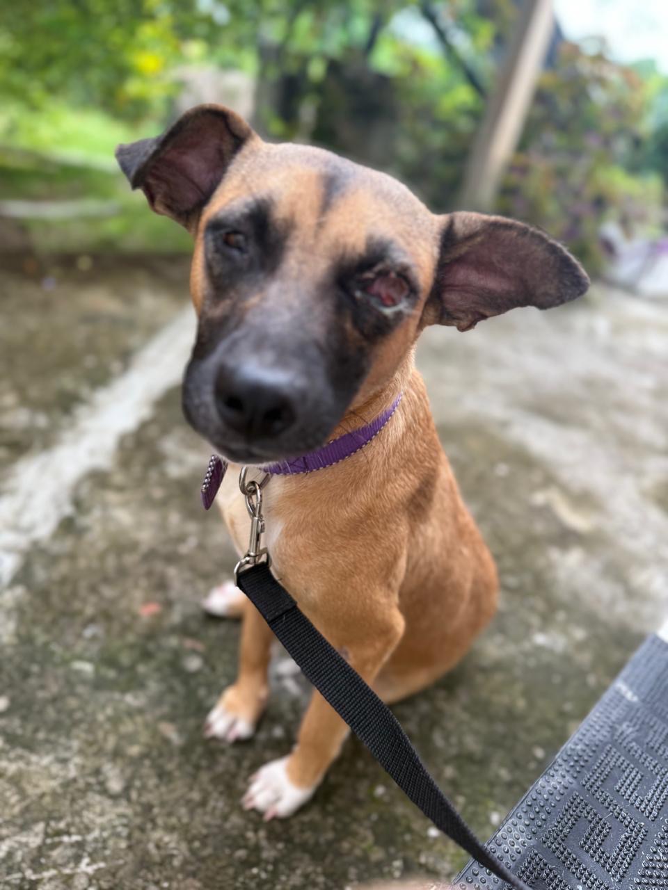 Build a Lifeline for Portland’s Street Dogs campaign photo, 5 of 8