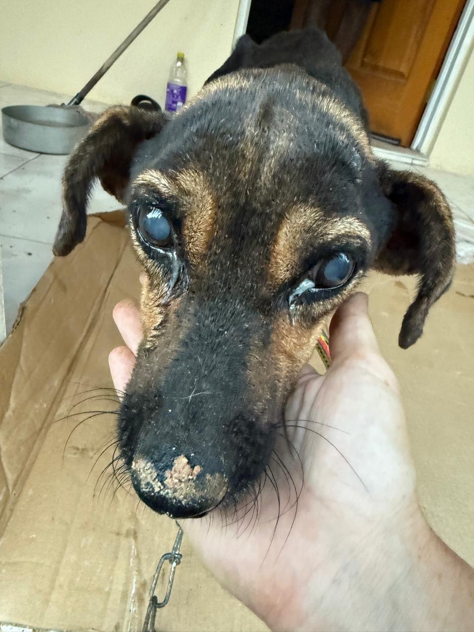 Build a Lifeline for Portland’s Street Dogs campaign photo, 6 of 8