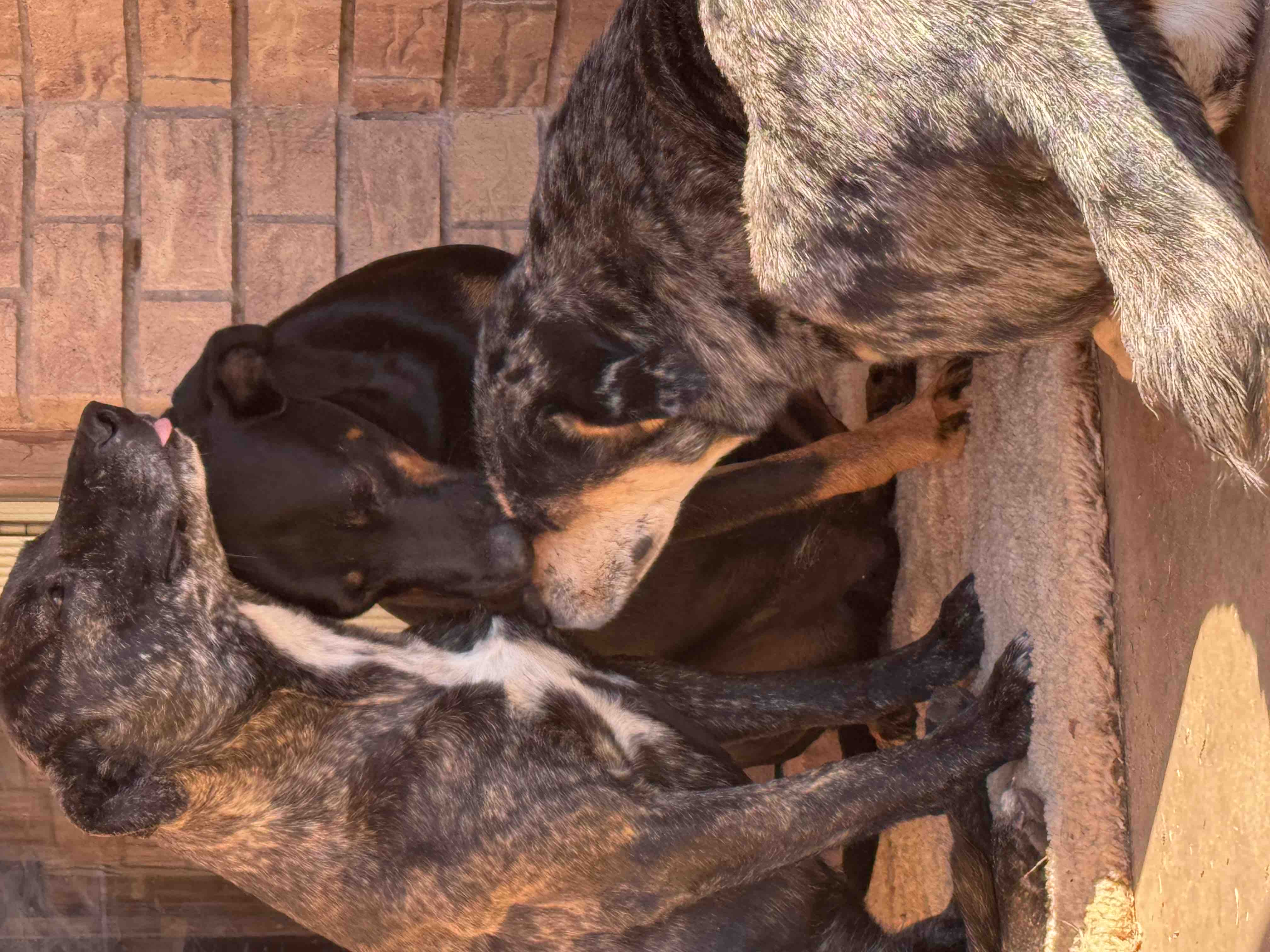 GoFundMe spay and neuter campaign image