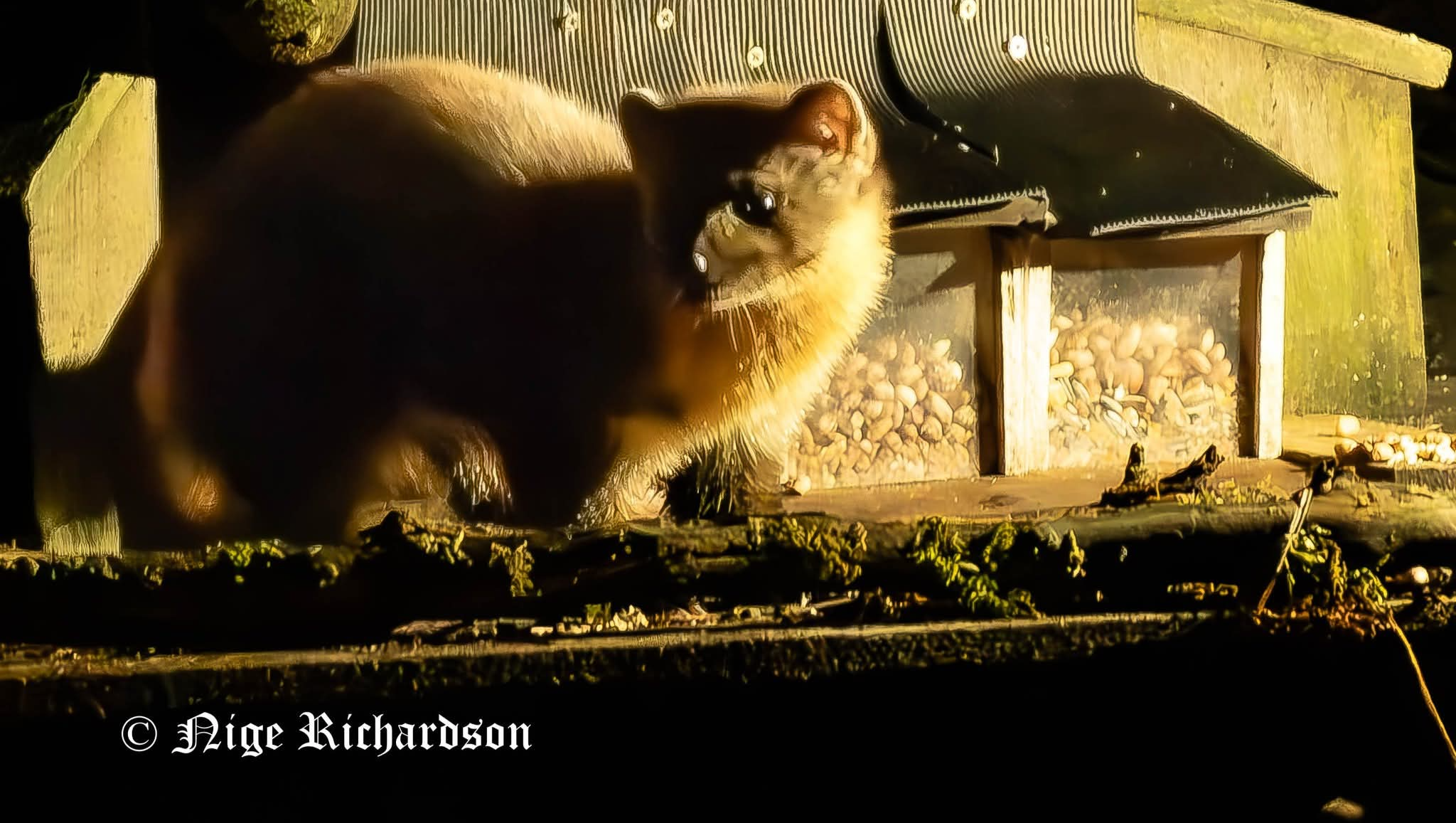 Frugaldom, totally off grid animal sanctuary photo