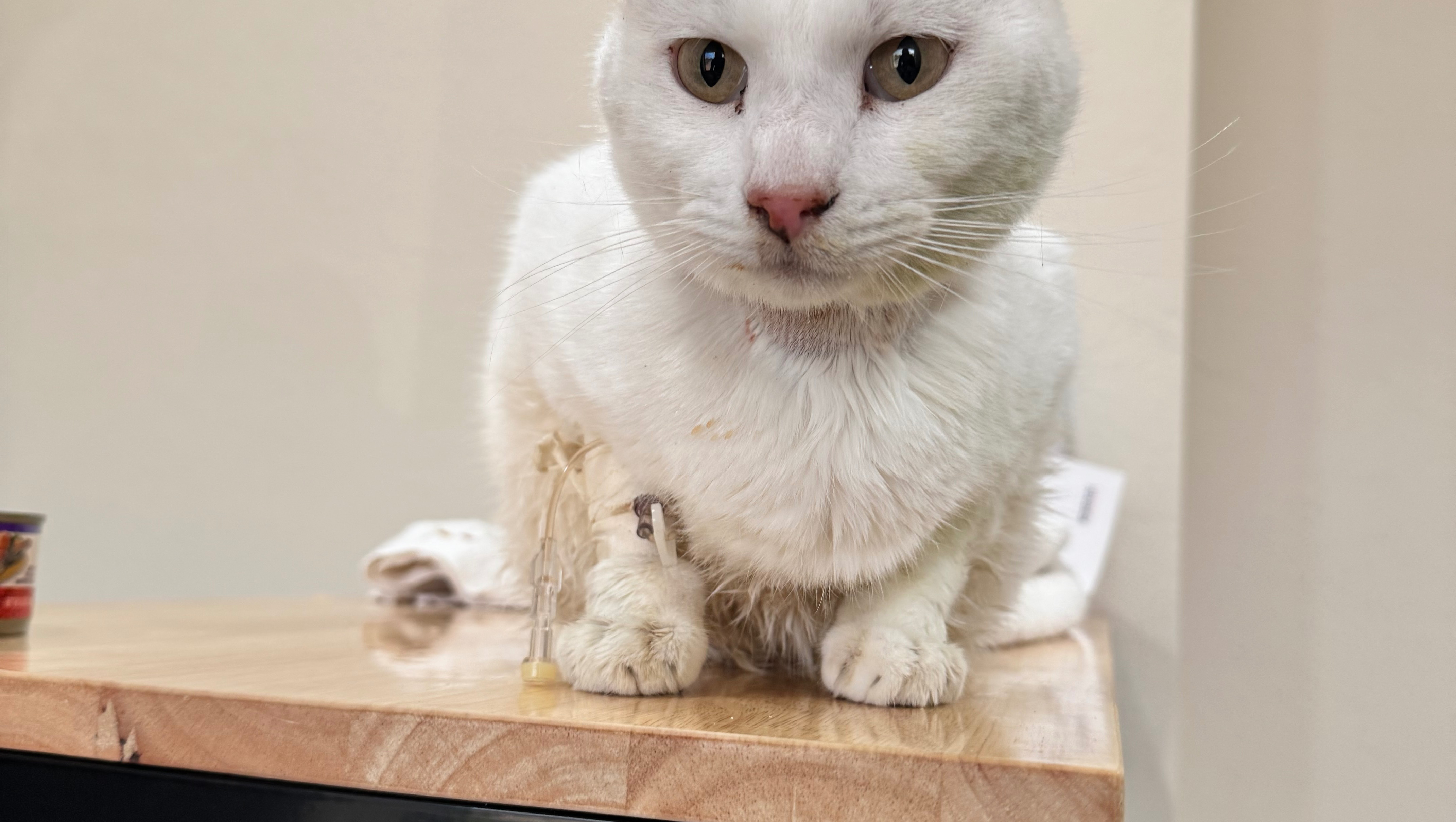 Aid for Kat Azrael's Vet Hospital Bills photo