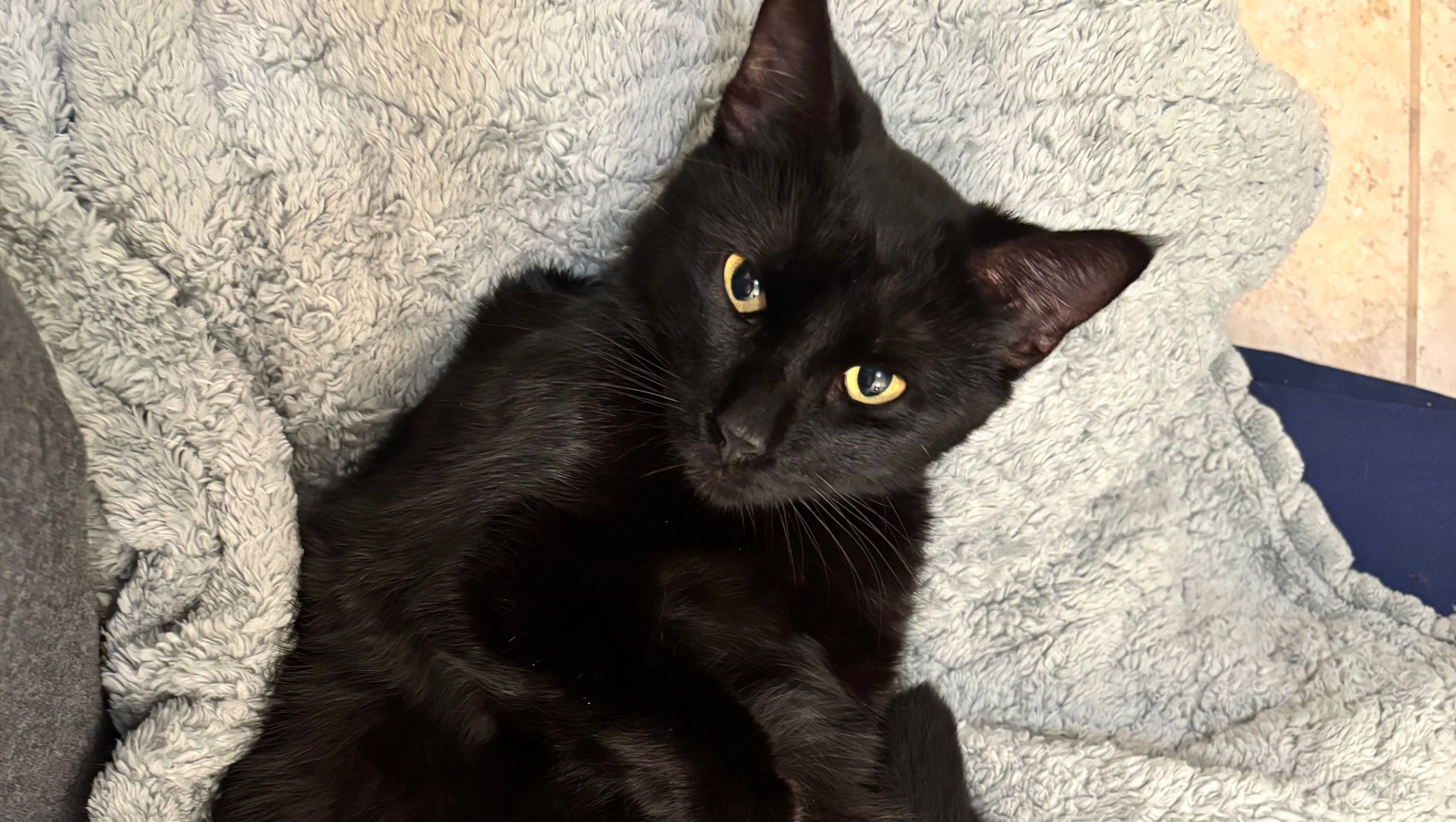 Help Mama Meatball and Her Newborn Kittens