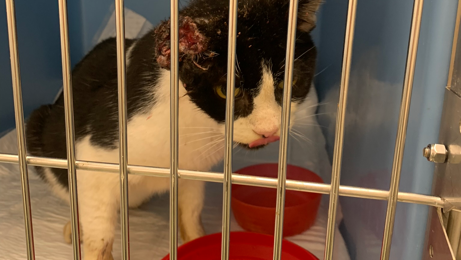 Aiutateci a salvare Natalino dal tumore  photo