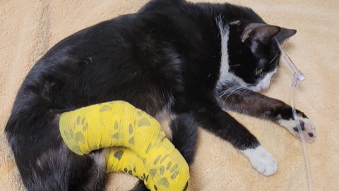 Maggie Needs Your Help to Recover from Back Legs Cut Off