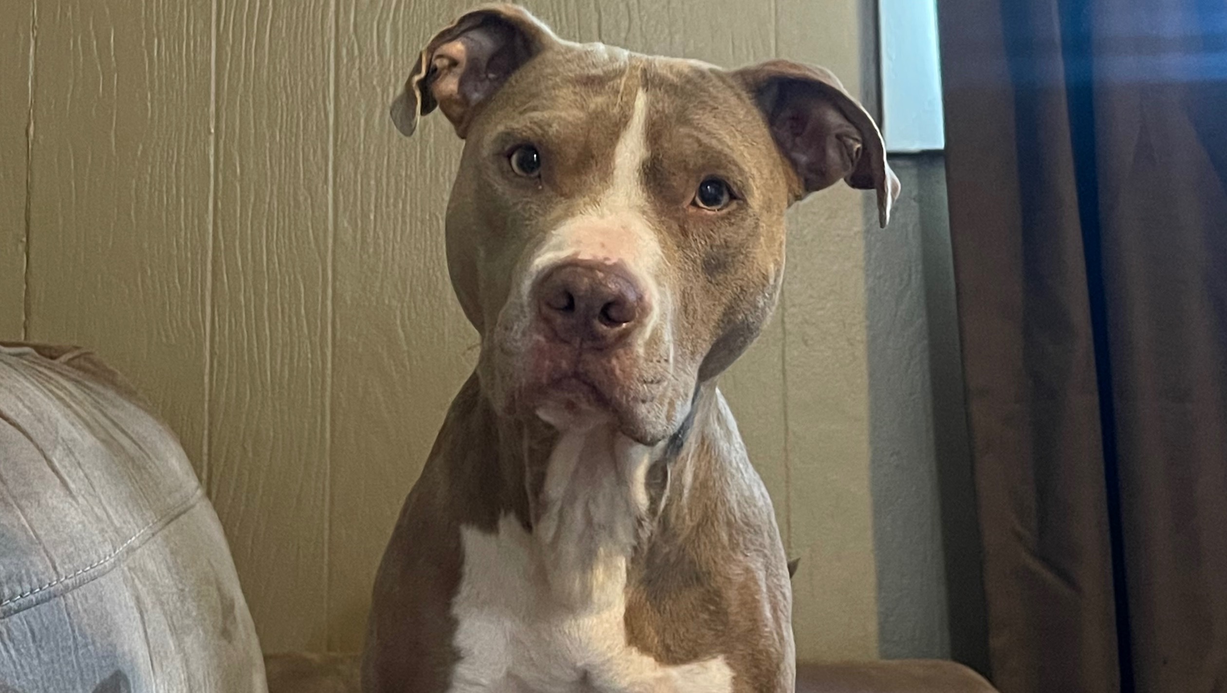 Help Save Jane: Urgent Surgery for Niko’s Dog