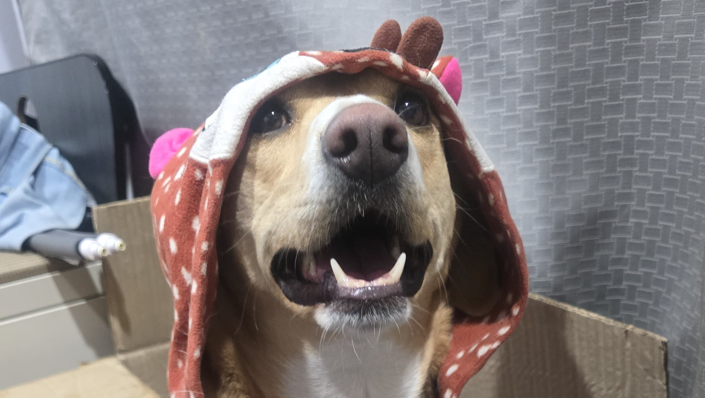 Ayuda a Bonnie a volver a correr y jugar photo