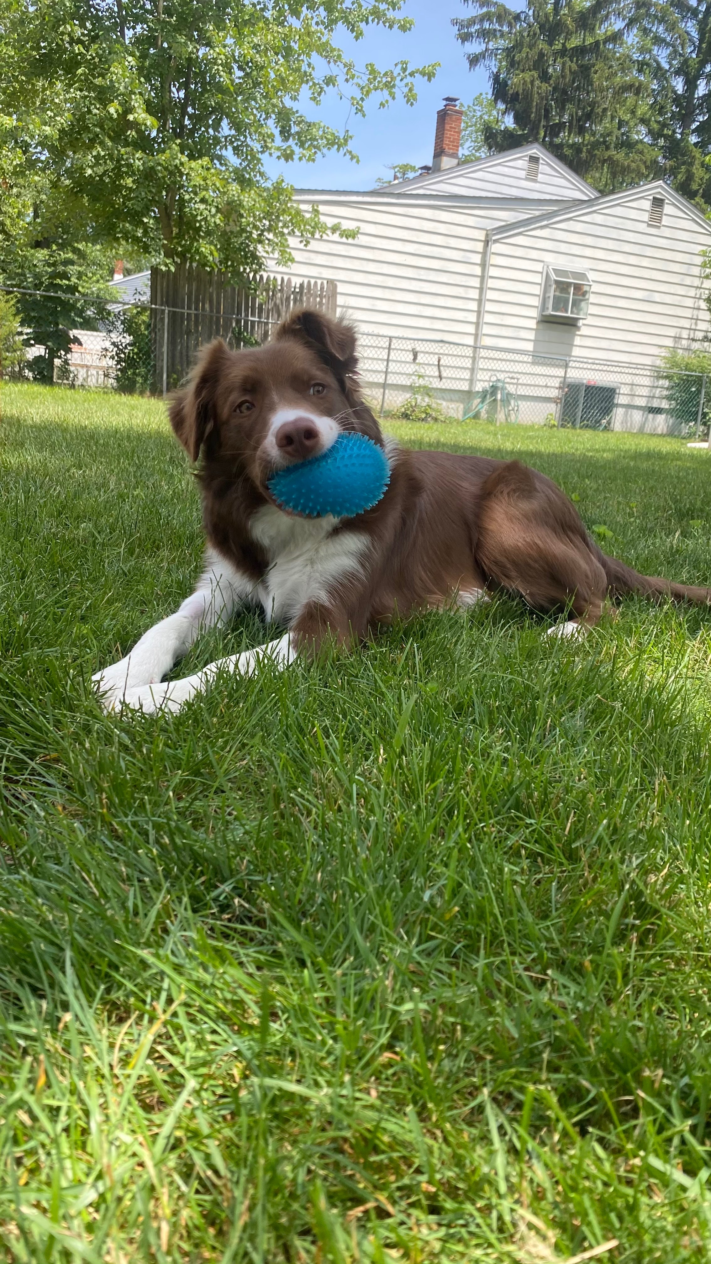 Help Oliver Get Answers and Veterinary Care campaign photo, 6 of 7