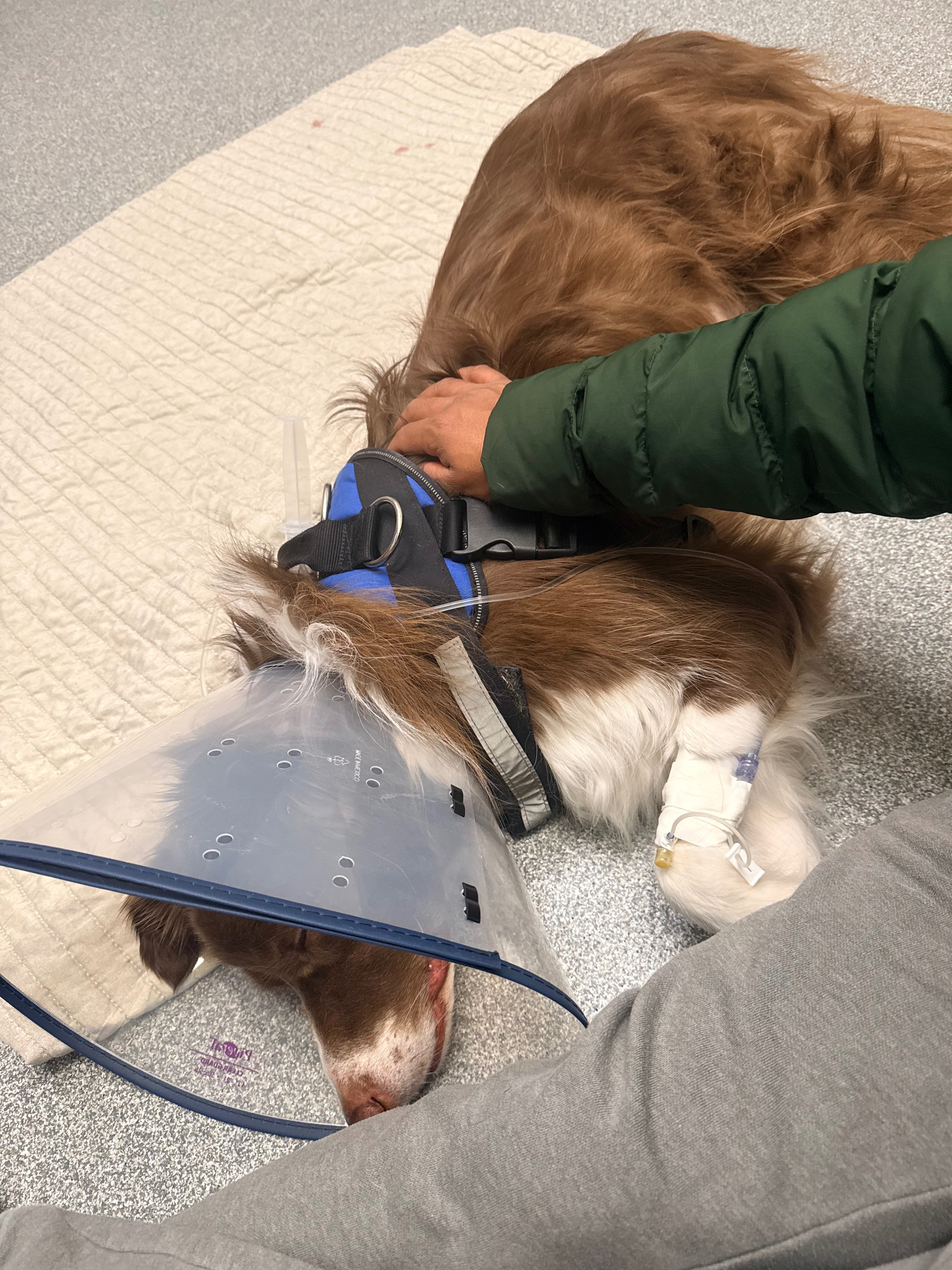 Help Oliver Get Answers and Veterinary Care campaign photo, 2 of 7