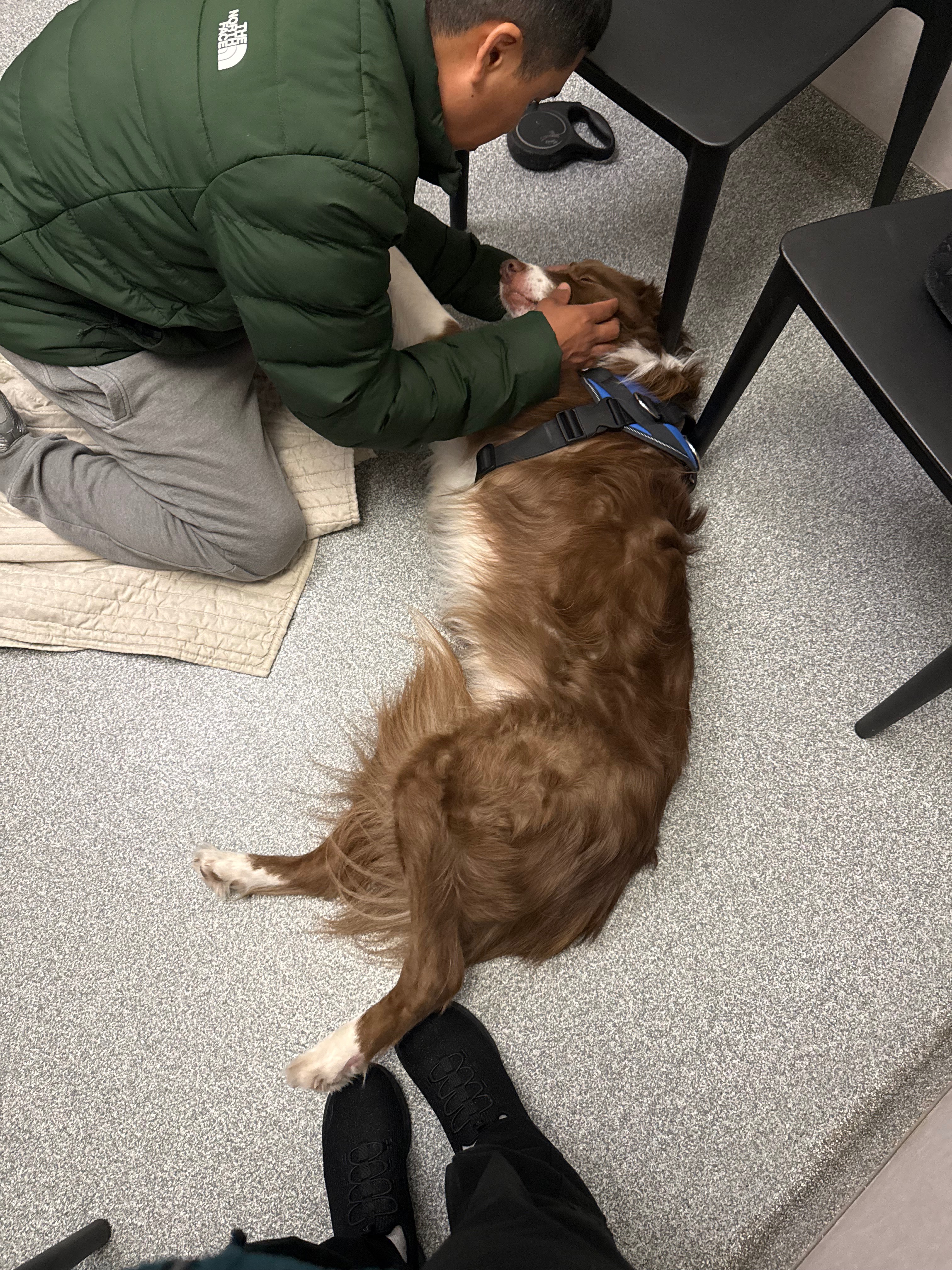 Help Oliver Get Answers and Veterinary Care campaign photo, 4 of 7