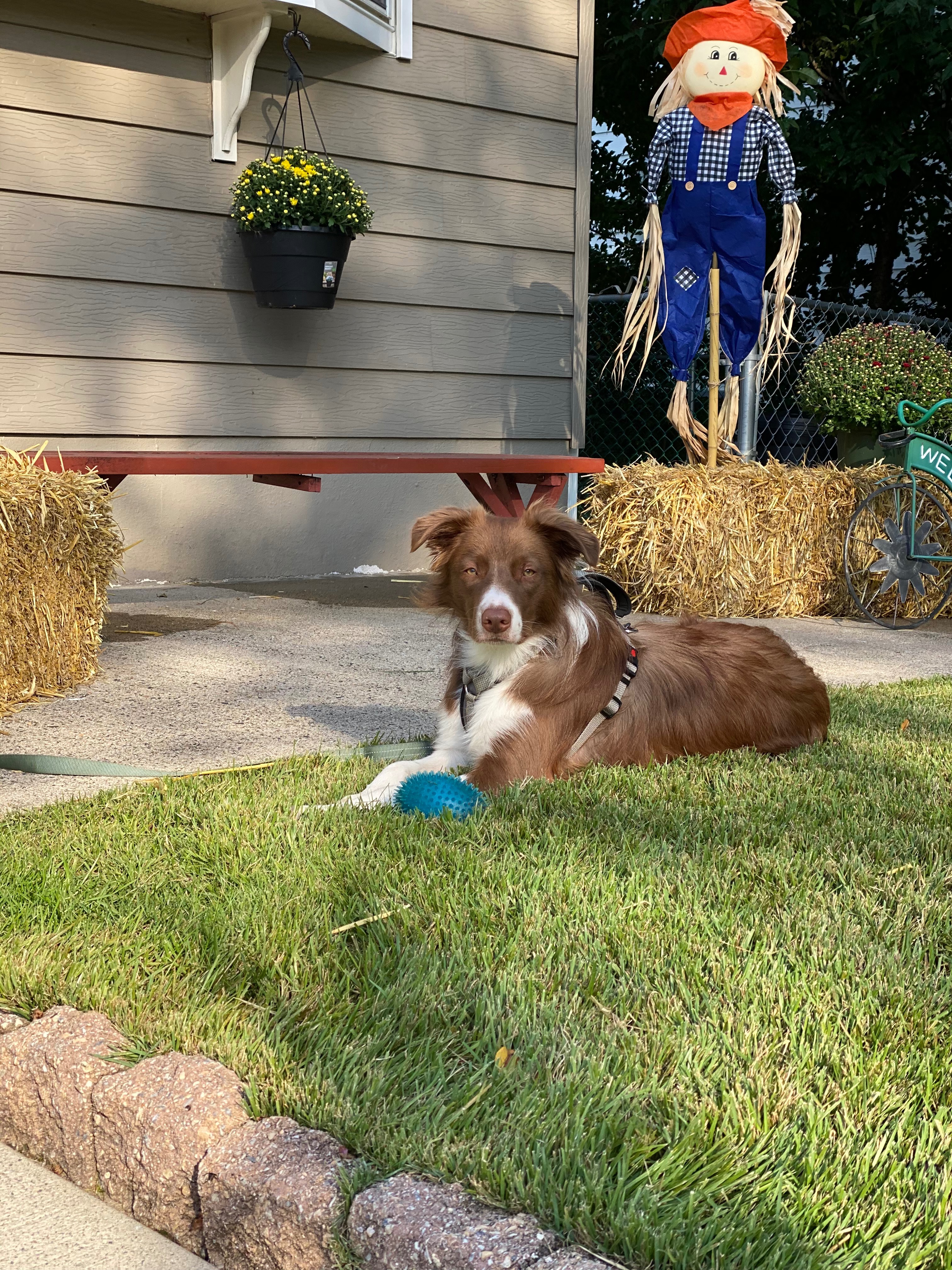 Help Oliver Get Answers and Veterinary Care campaign photo, 5 of 7