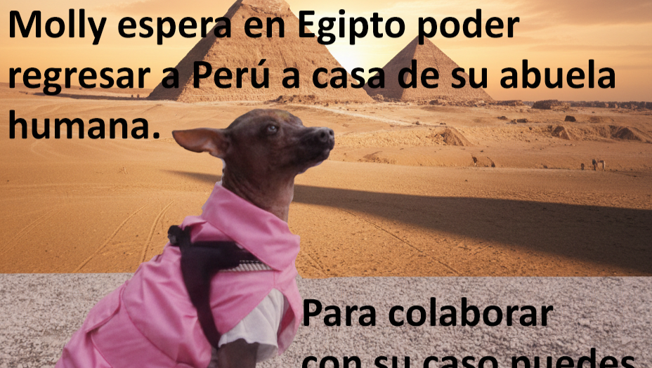 Molly vuelve a casa photo