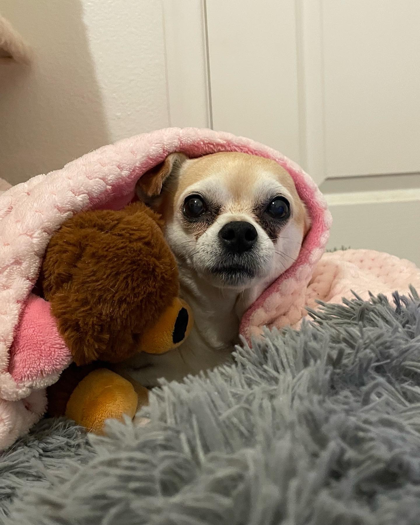 Fundraiser by Bri Leb : Remembering Roxy: Help with Final Expenses