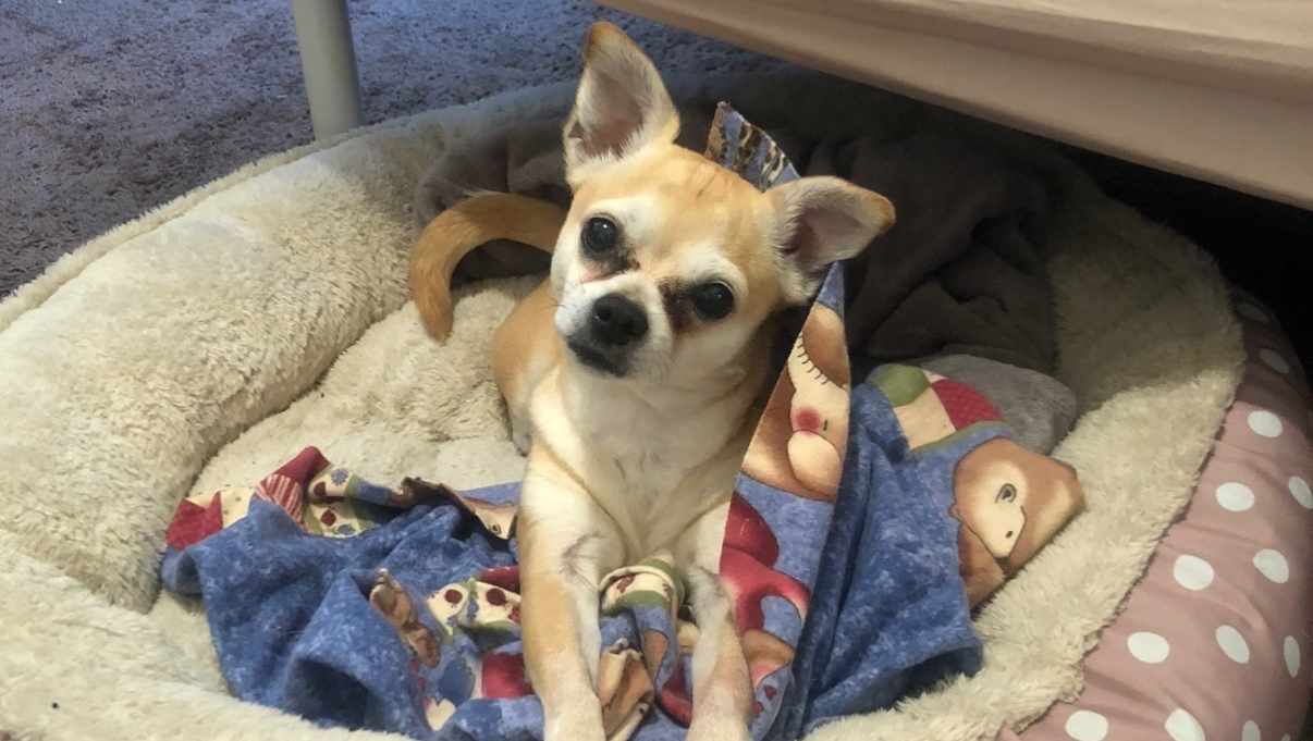 Fundraiser by Bri Leb : Remembering Roxy: Help with Final Expenses