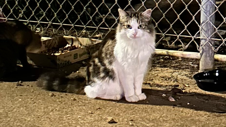 Help Skinny Minnie Get the Care and Love She Deserves