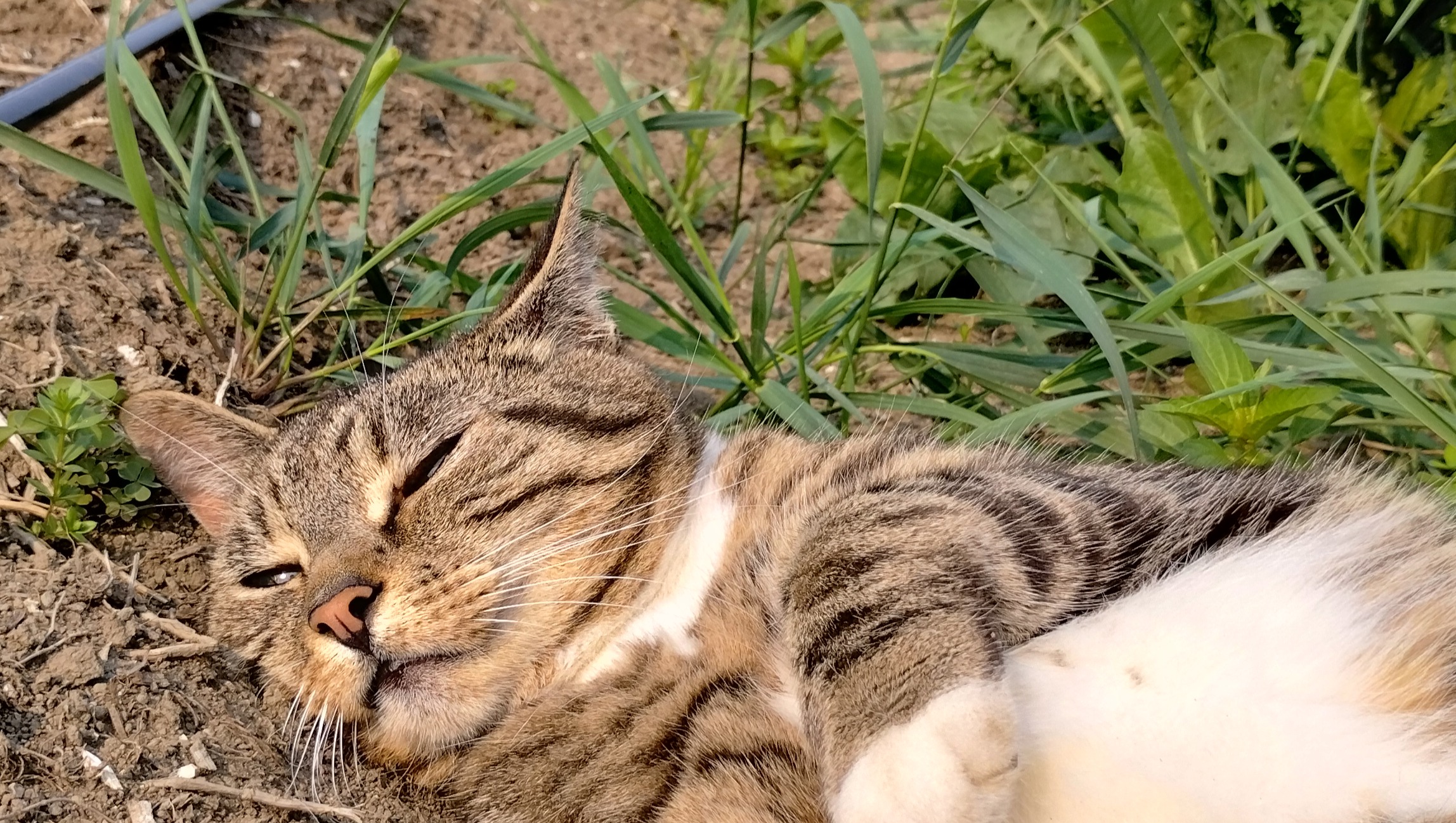 Give Mijo a Chance to Recover photo