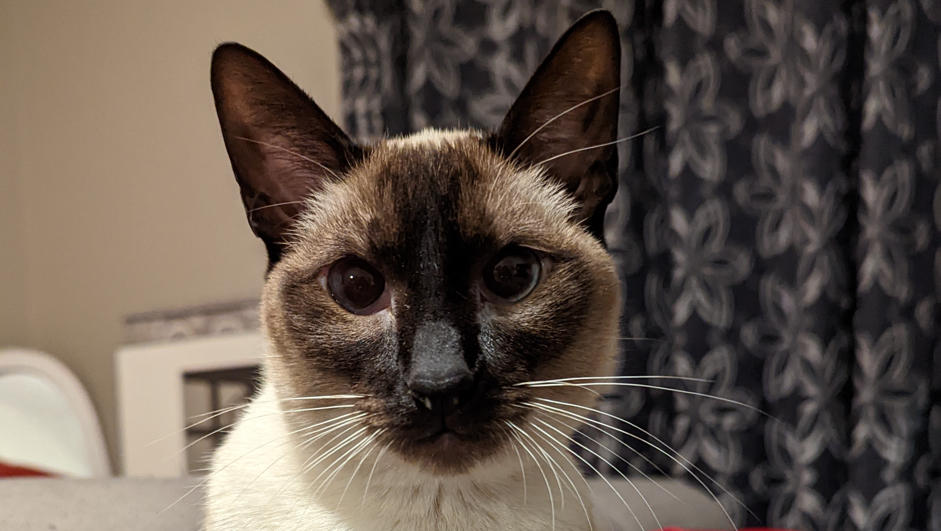 Sauvez mon chat, svp.. photo