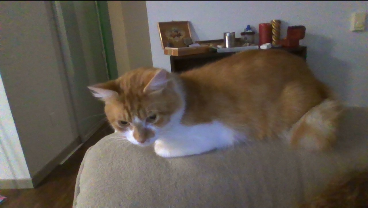 Help My Cat Get Vet Care and Stay Housed photo