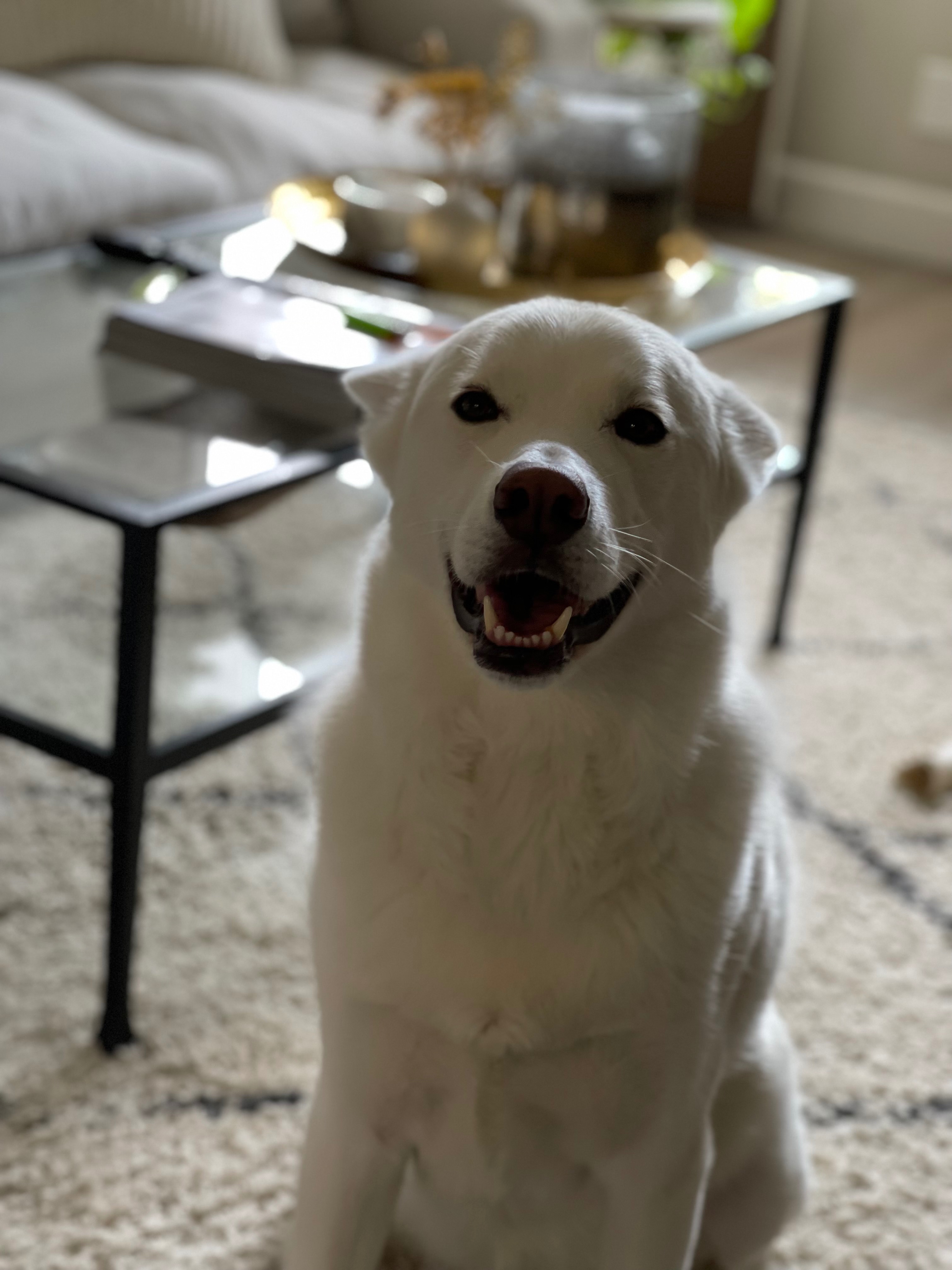 Help Riley Recover After a Rattlesnake Bite campaign photo, 6 of 7