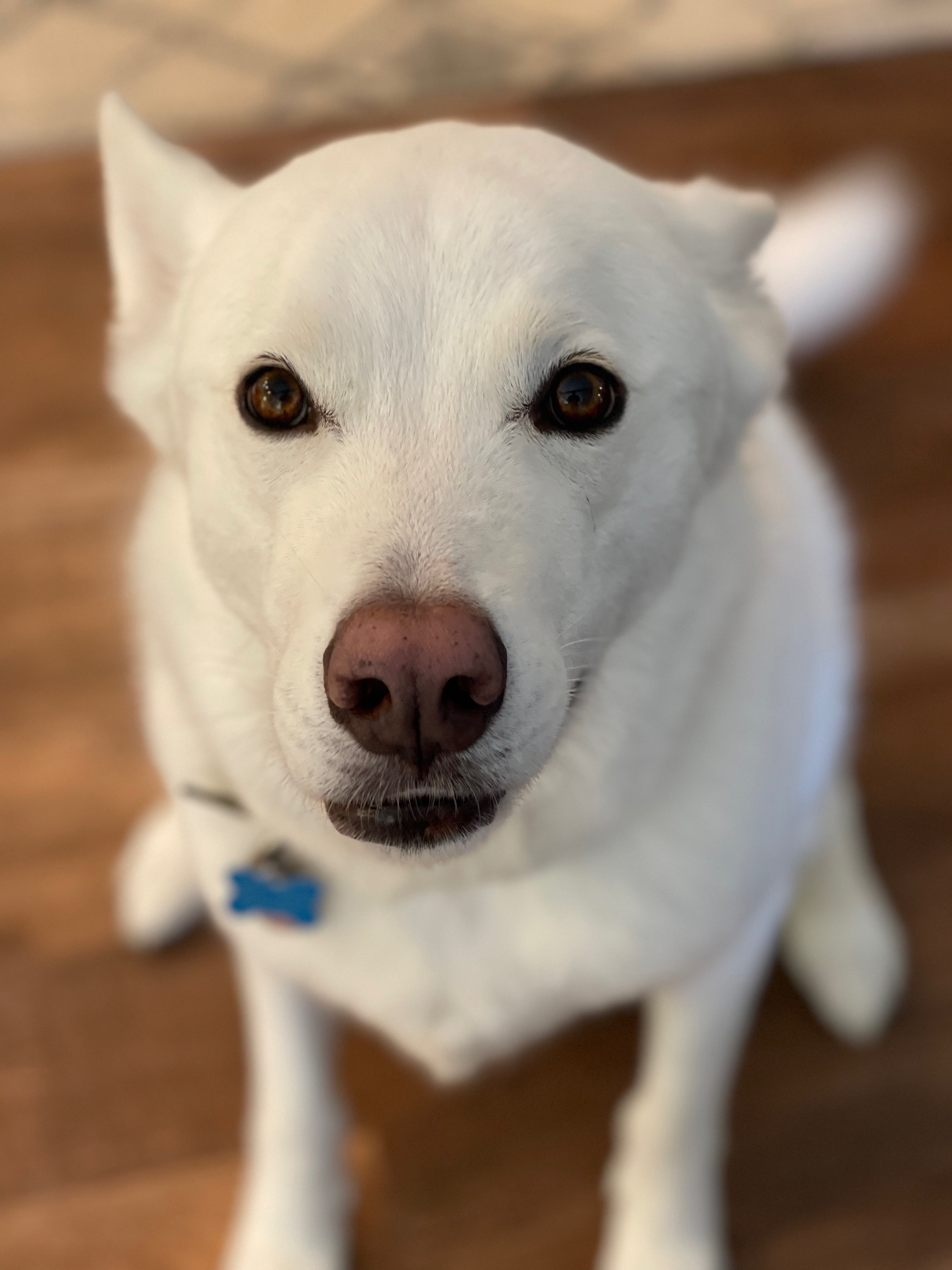Help Riley Recover After a Rattlesnake Bite campaign photo, 2 of 7