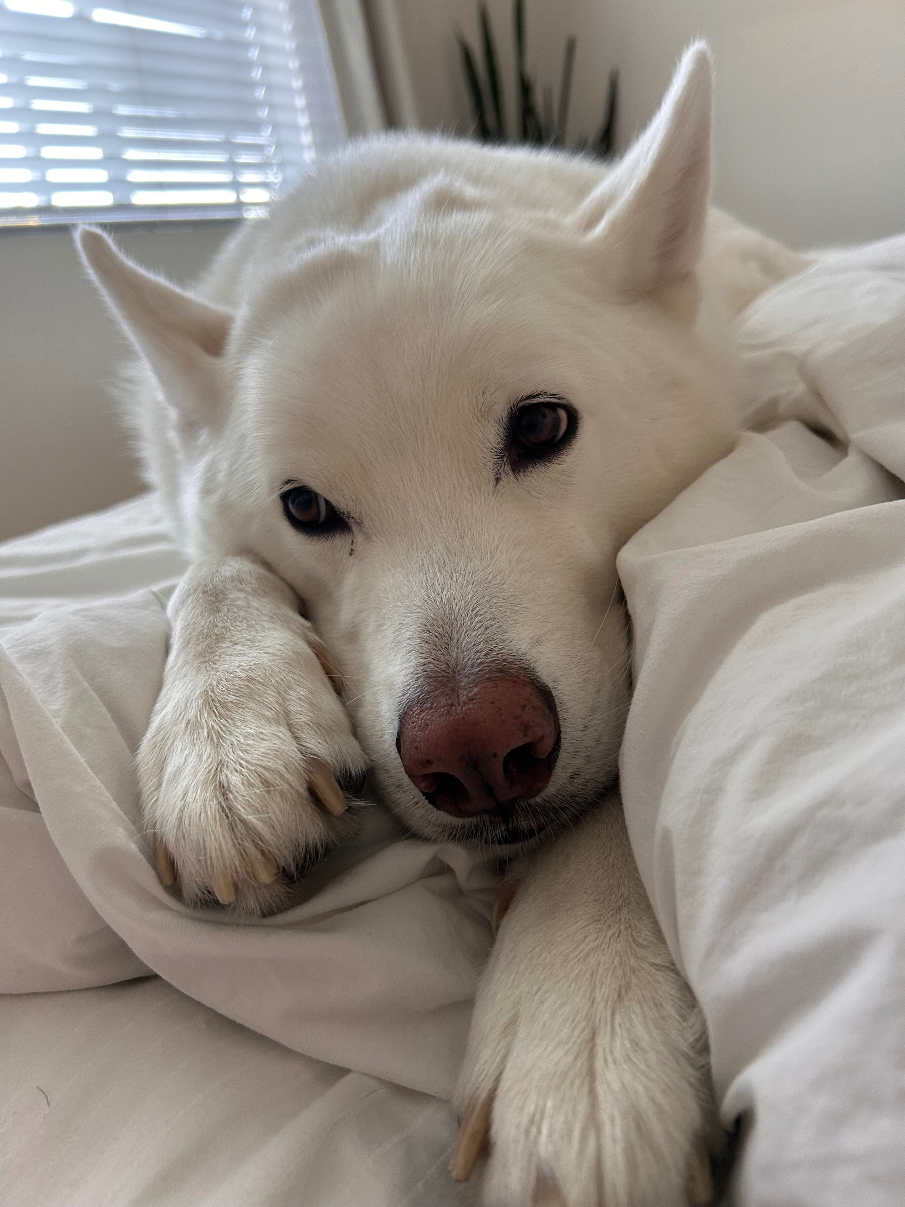 Help Riley Recover After a Rattlesnake Bite campaign photo, 4 of 7