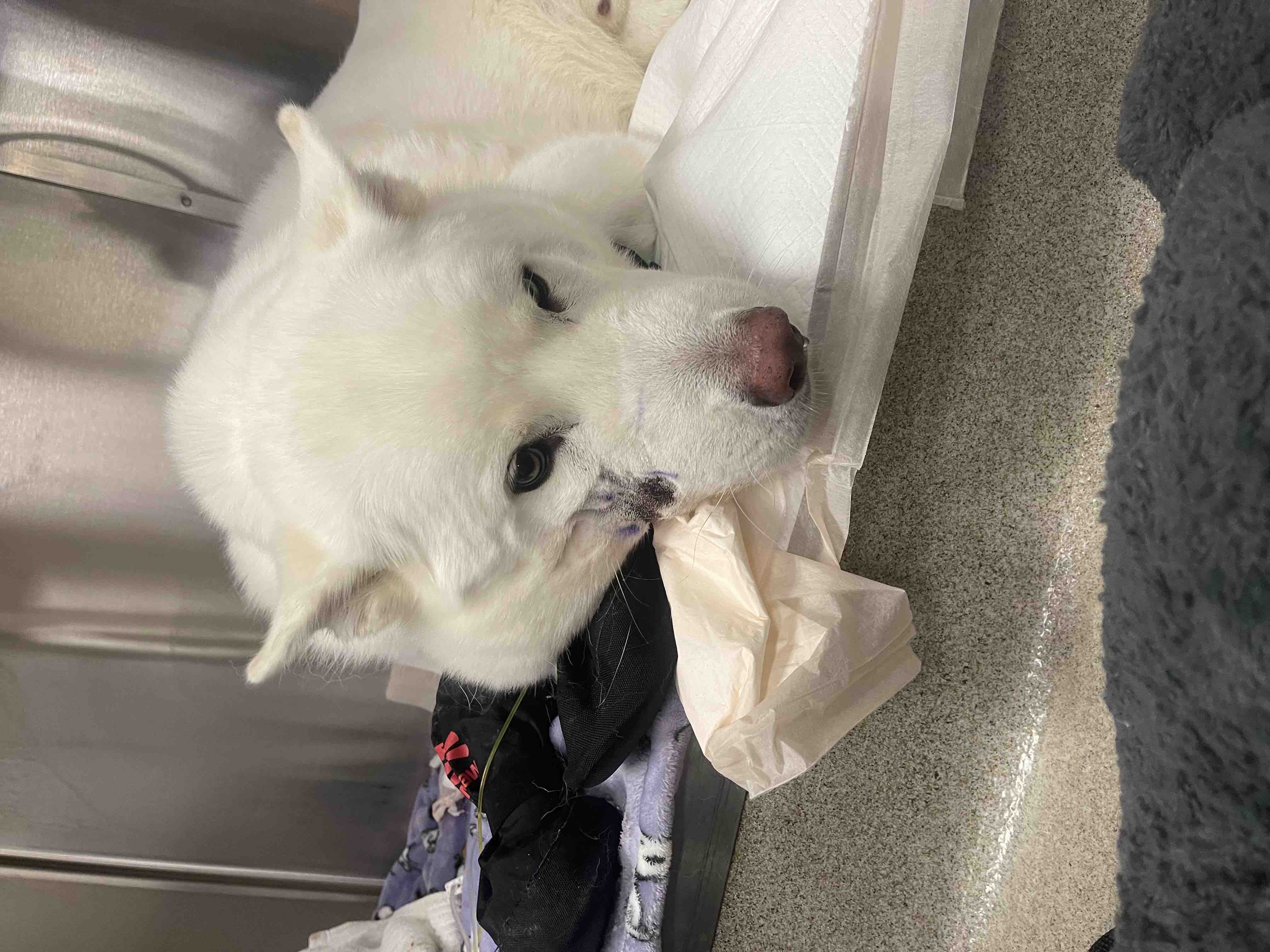 Help Riley Recover After a Rattlesnake Bite campaign photo, 5 of 7