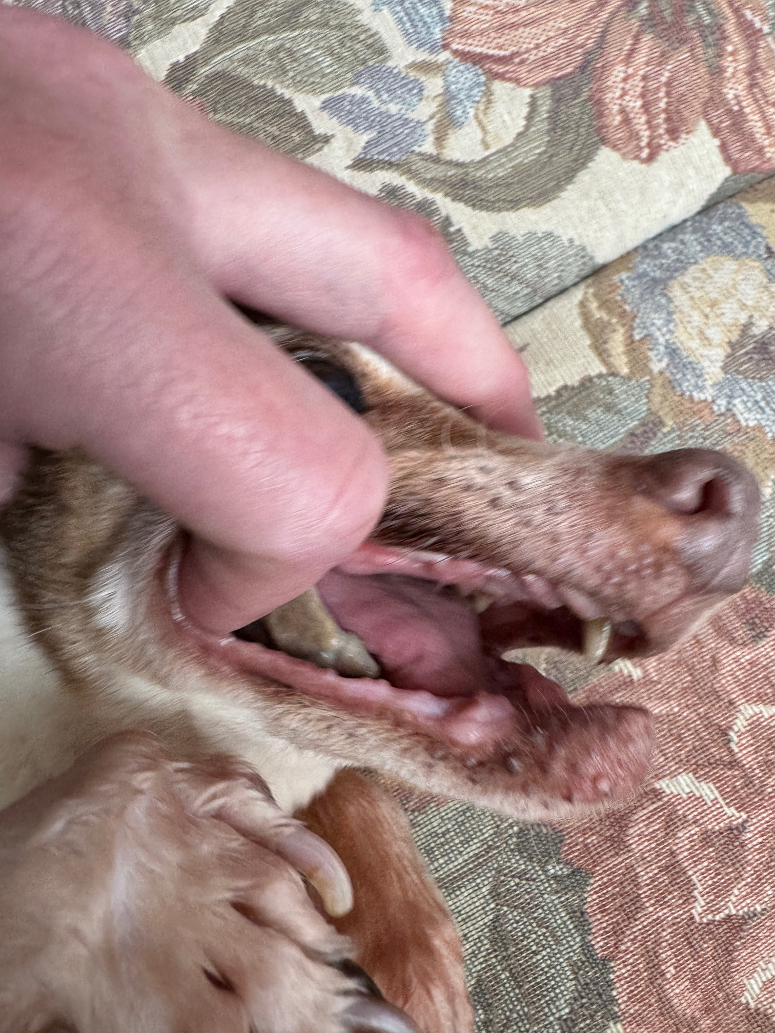 Help Noelle & Friends Get Lifesaving Surgery campaign photo, 7 of 8