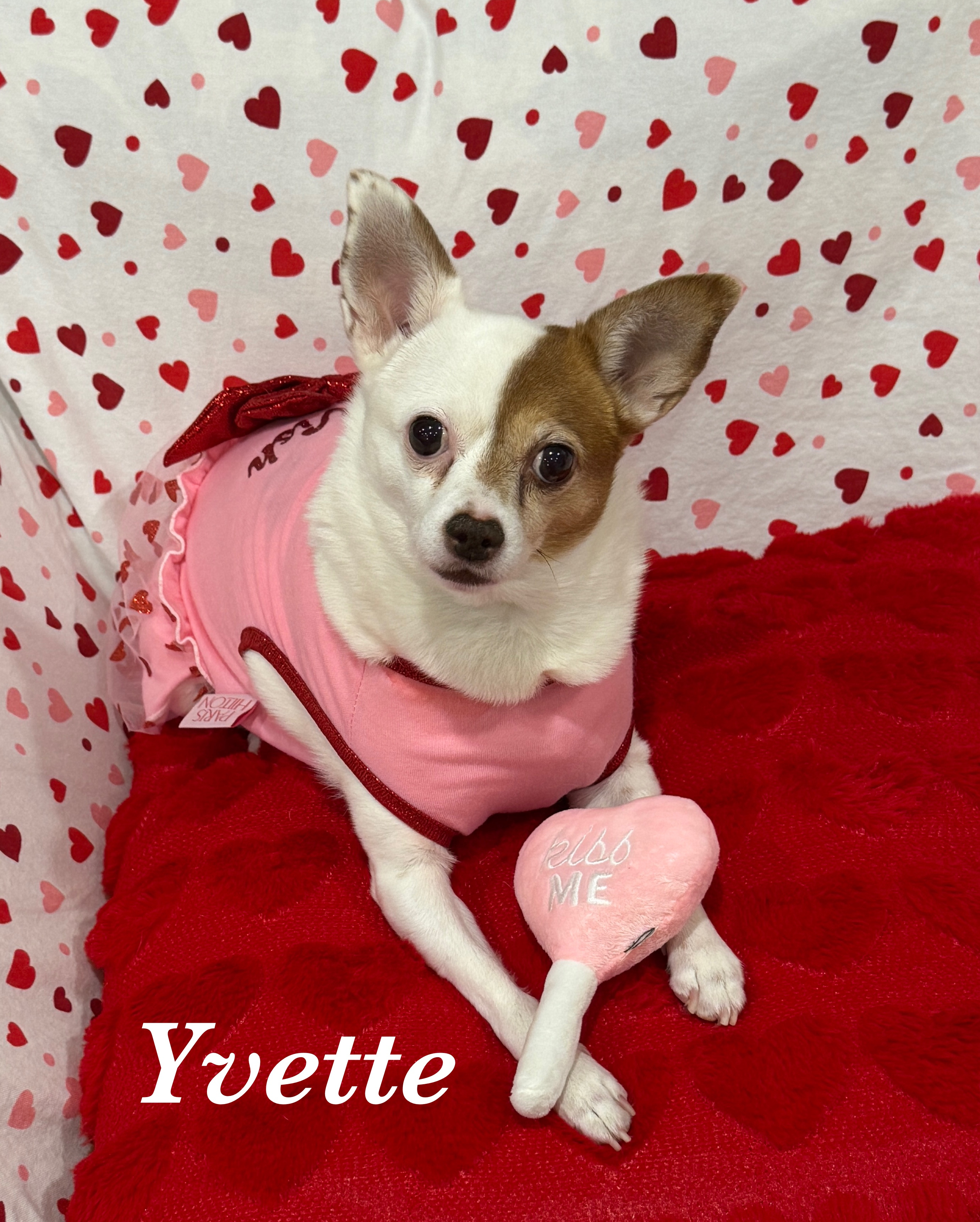 Help Noelle & Friends Get Lifesaving Surgery campaign photo, 4 of 8