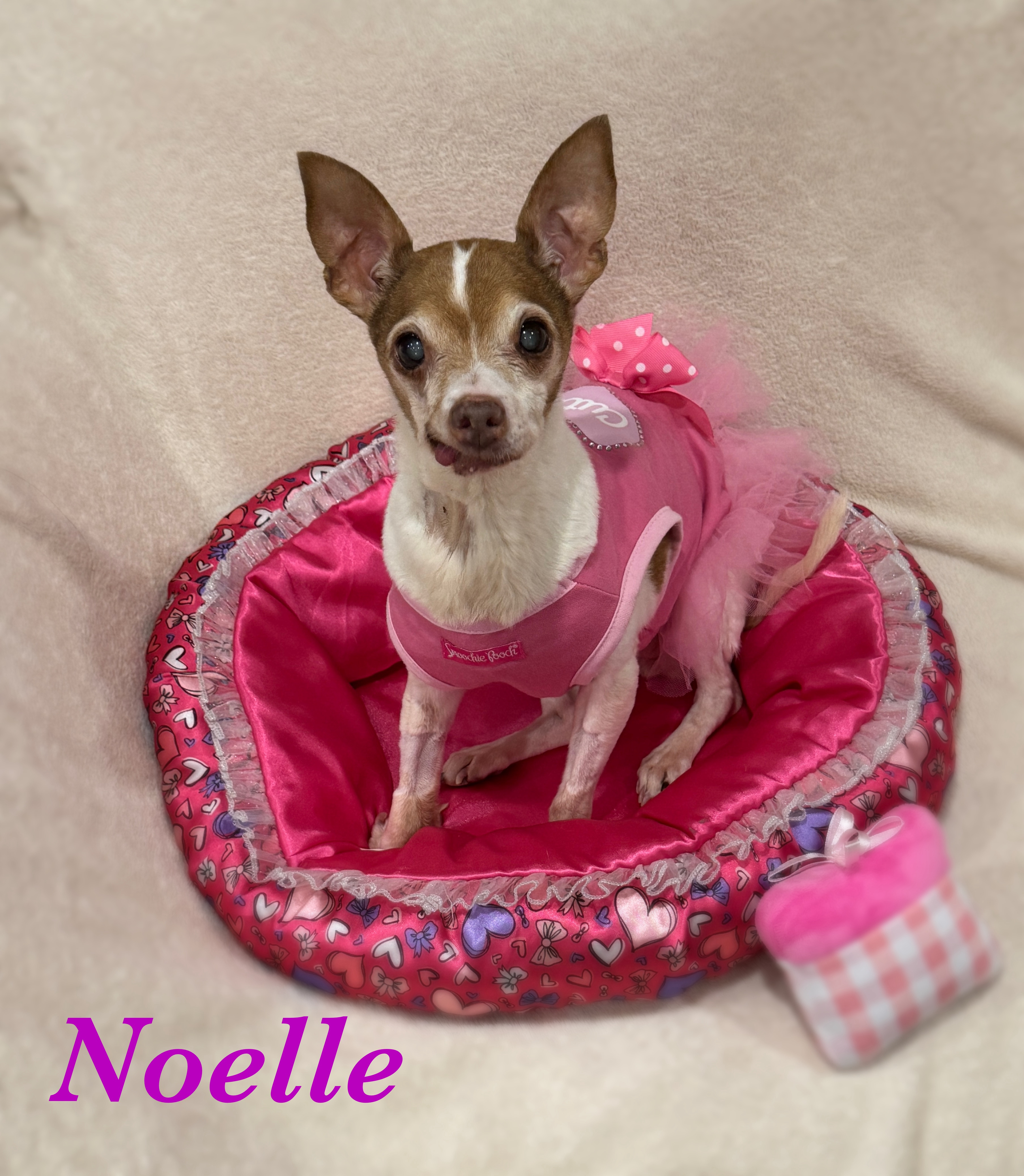 Help Noelle & Friends Get Lifesaving Surgery campaign photo, 5 of 8