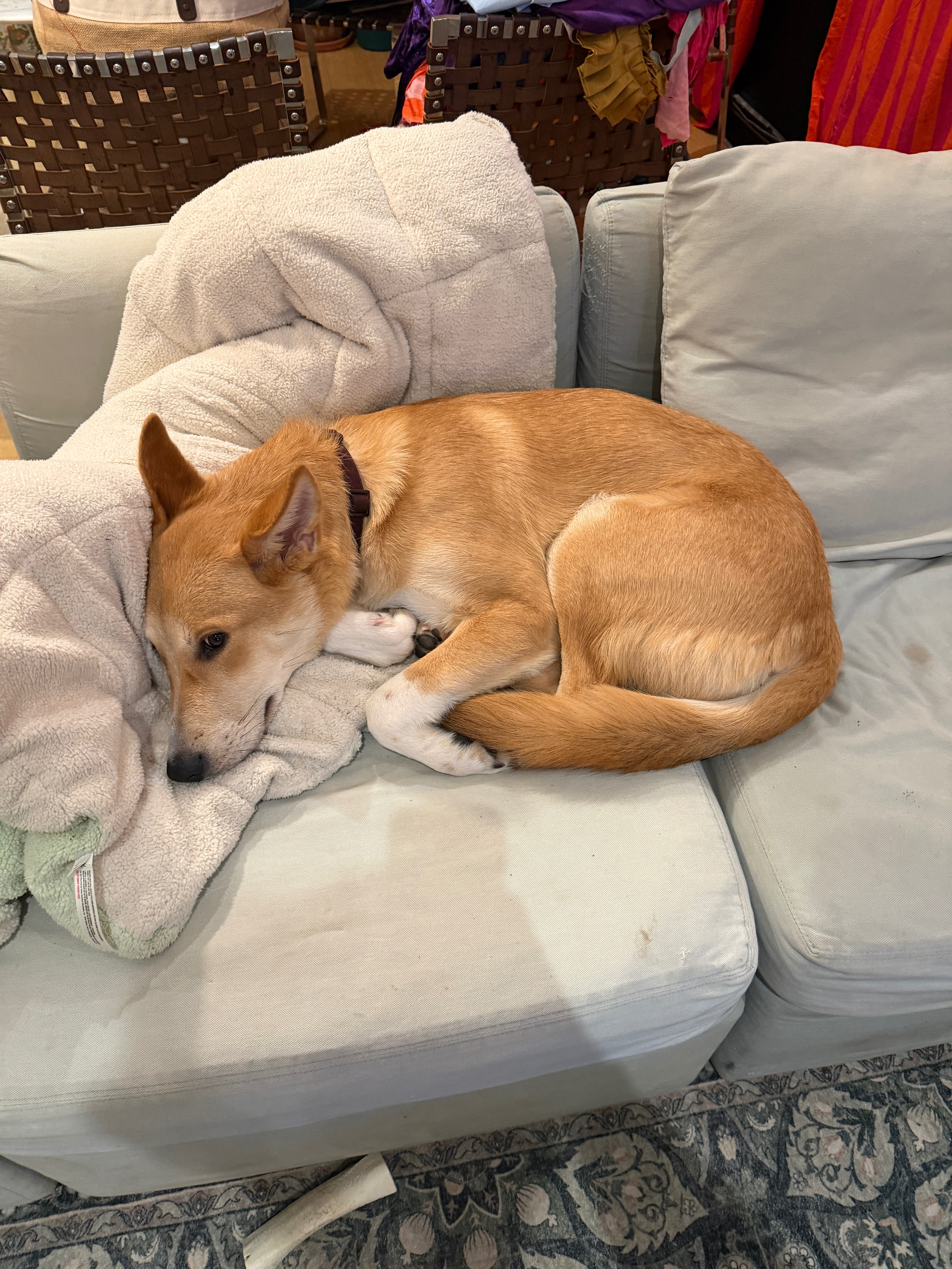 Support The Animal Rescue Consortium campaign photo, 6 of 7