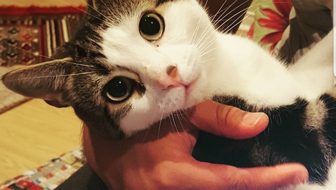 Fundraiser by amer ansari : Help support Princess Twix's recovery