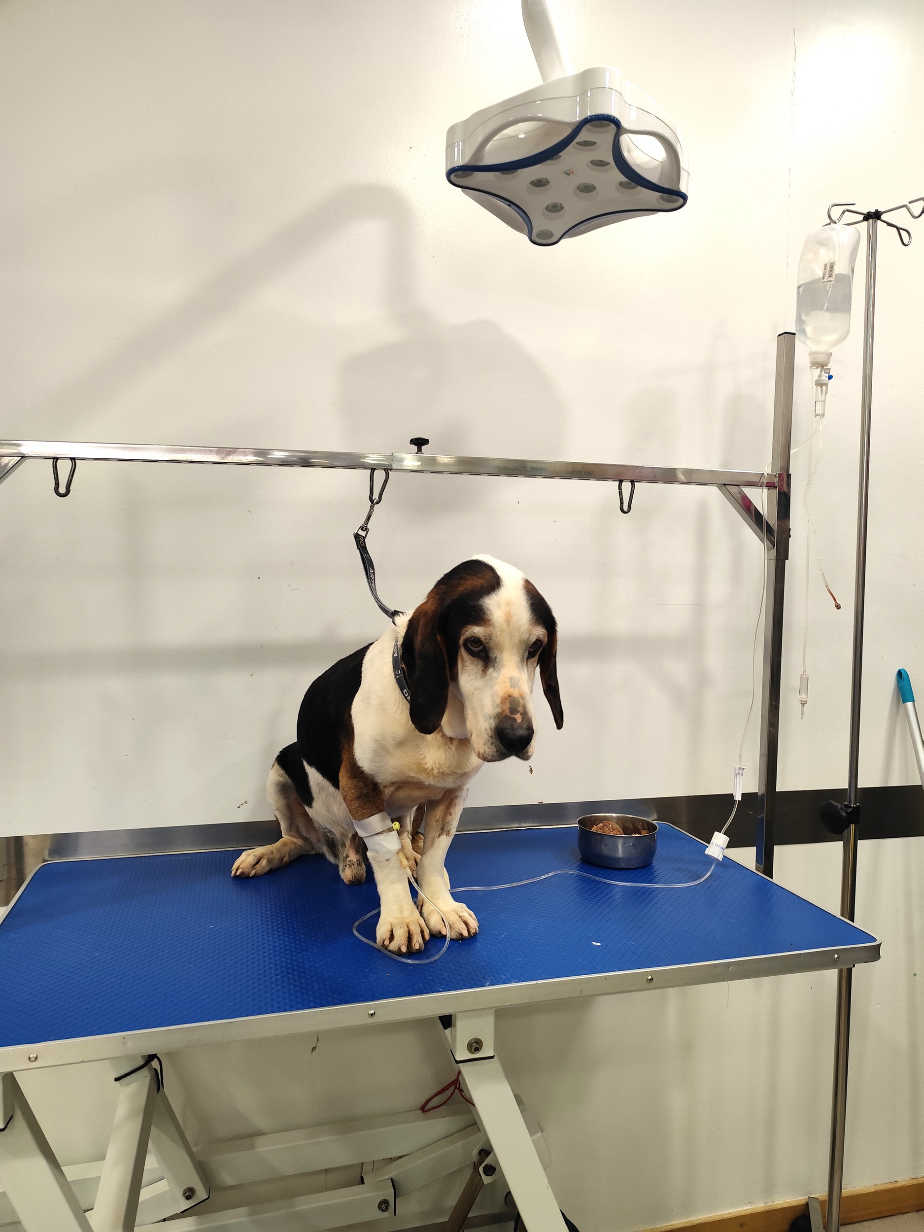 Help us create a medical space for rescued animals. campaign photo, 6 of 7