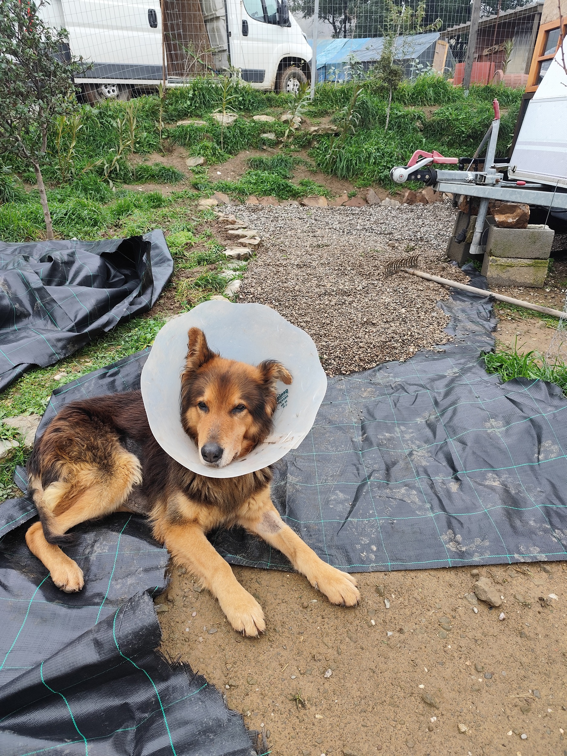 Help us create a medical space for rescued animals. campaign photo, 2 of 7