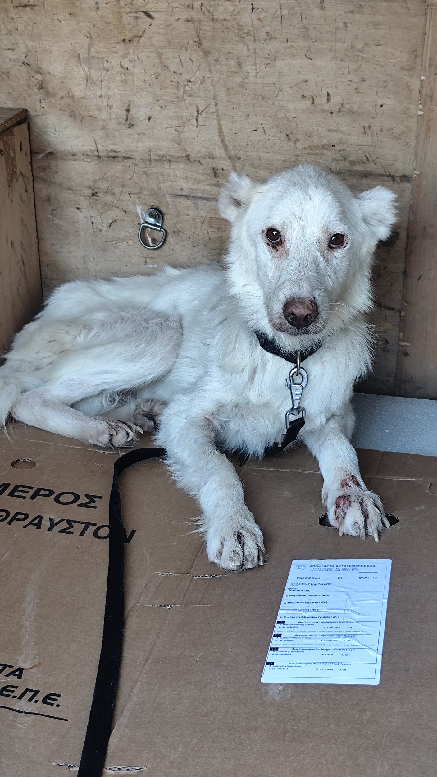 Help us create a medical space for rescued animals. campaign photo, 4 of 7