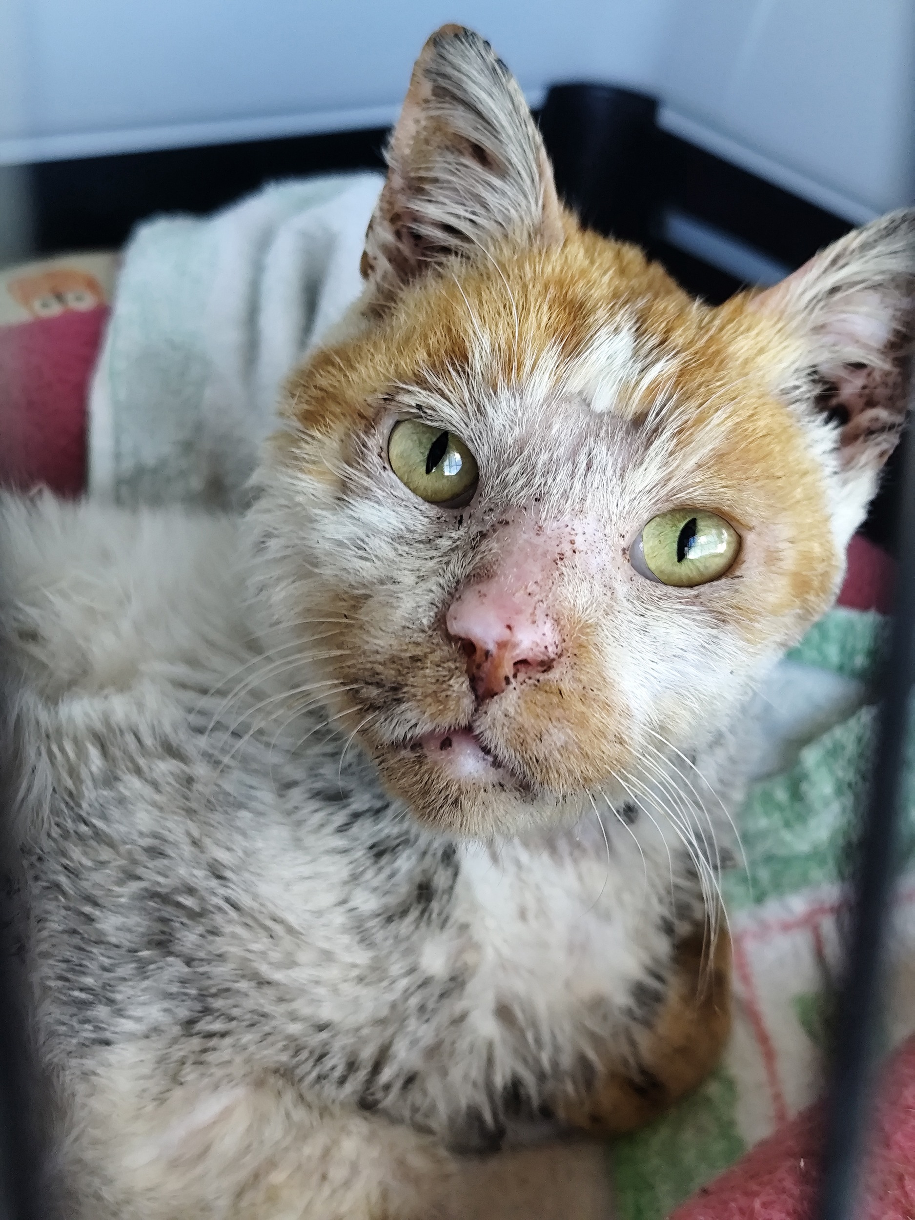 Help us create a medical space for rescued animals. campaign photo, 5 of 7