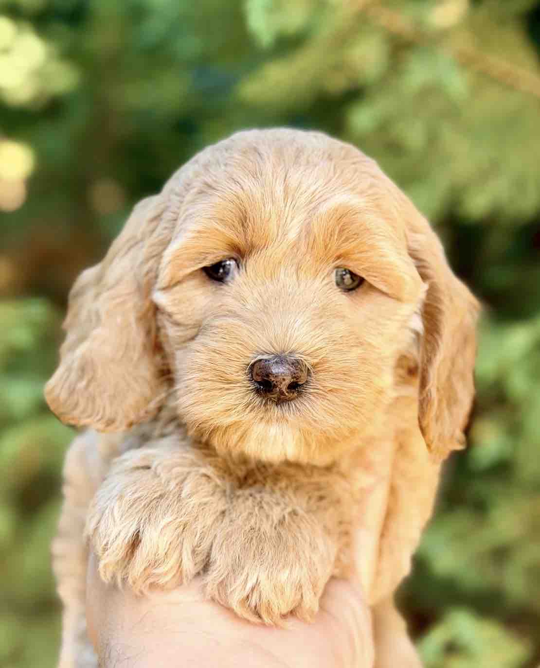 Help McCoy Get His Diabetic Alert Dog campaign photo, 7 of 11