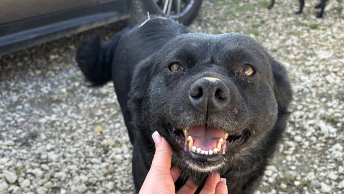 Help get stormy over to Scotland