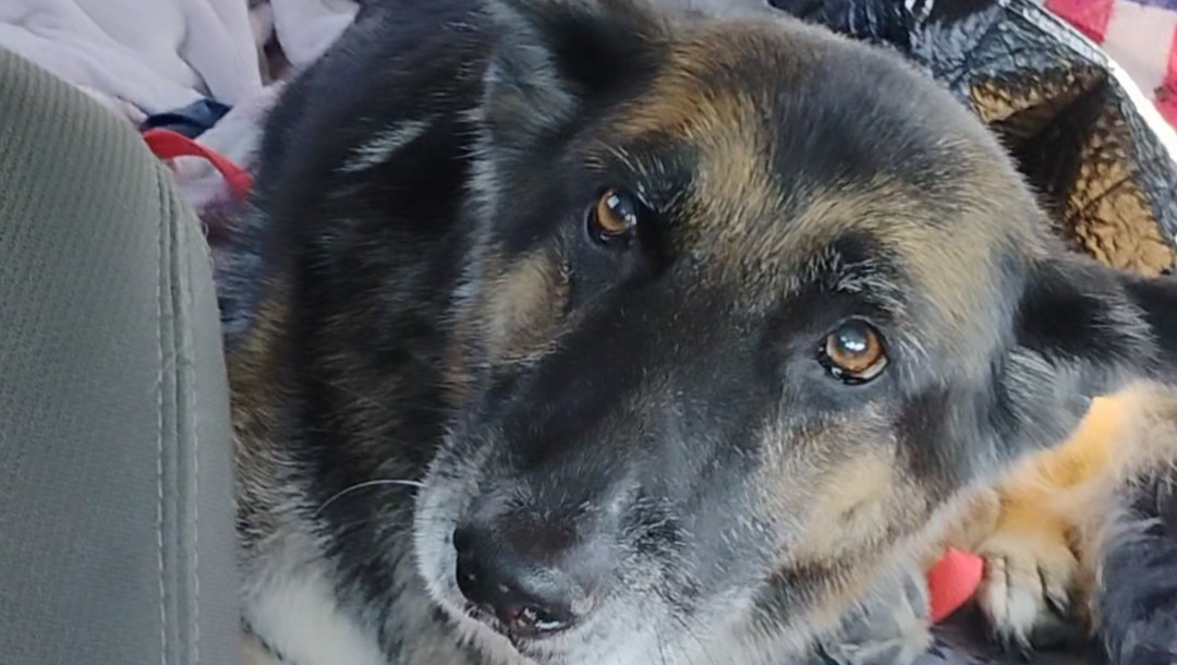 Help Koda Get care he needs running out of time photo