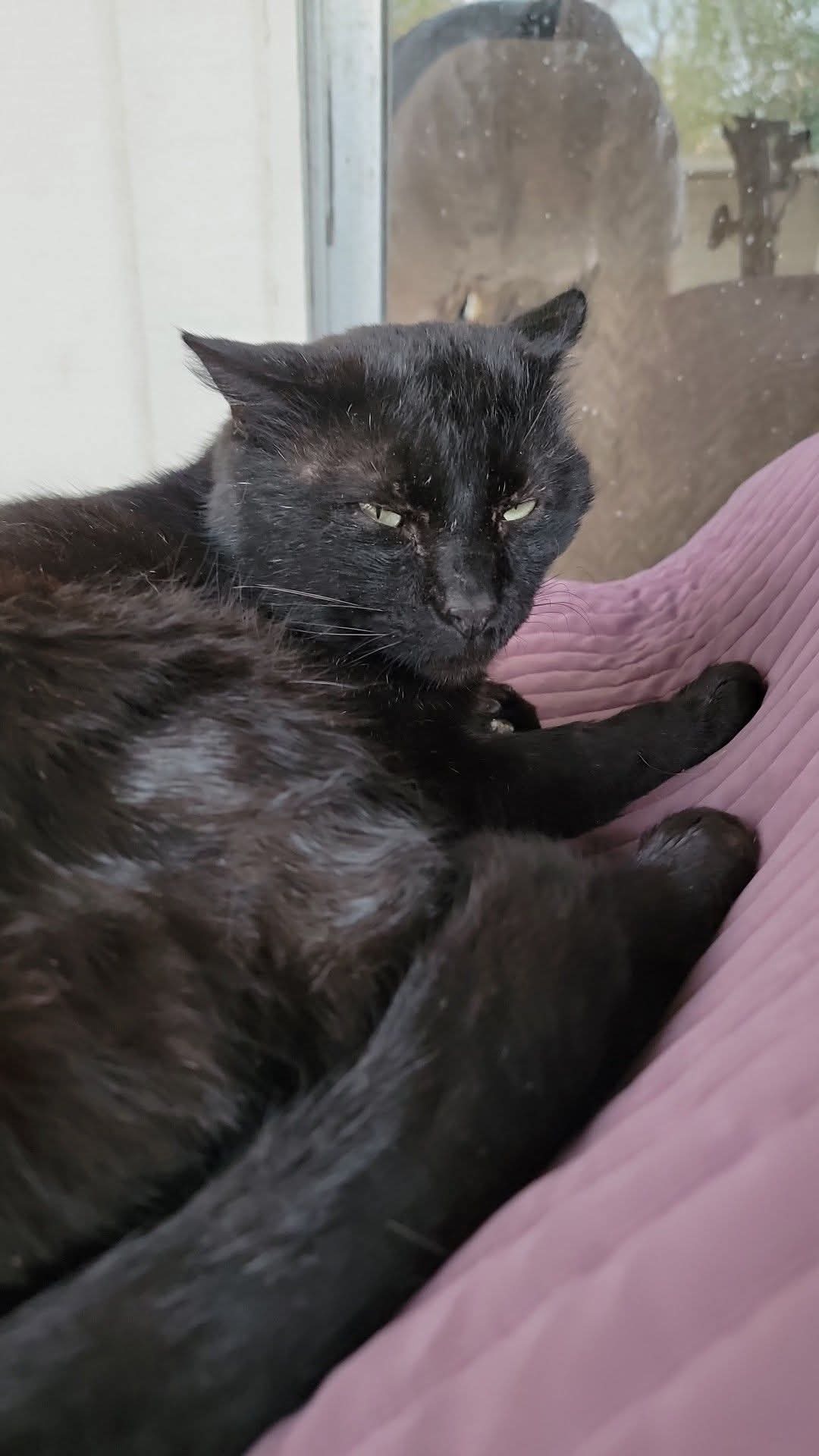 Aid for Panther’s Urgent Vet Bills campaign photo, 7 of 8