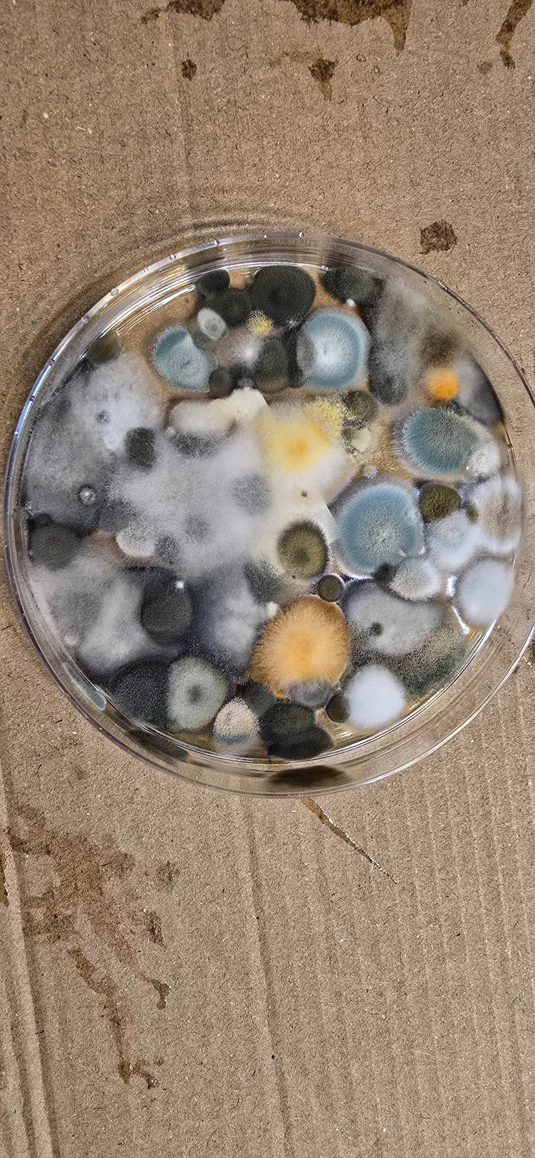 Help My Family Recover from Mold Exposure campaign photo, 7 of 7