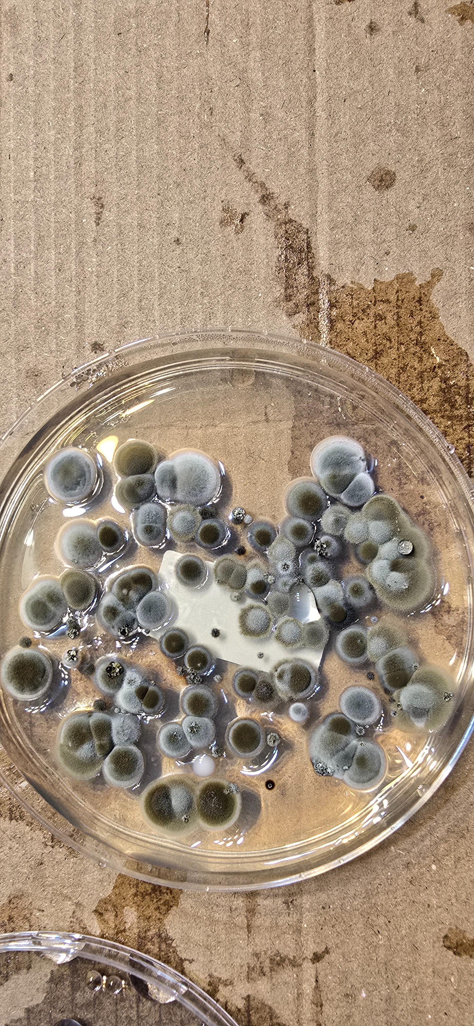 Help My Family Recover from Mold Exposure campaign photo, 2 of 7