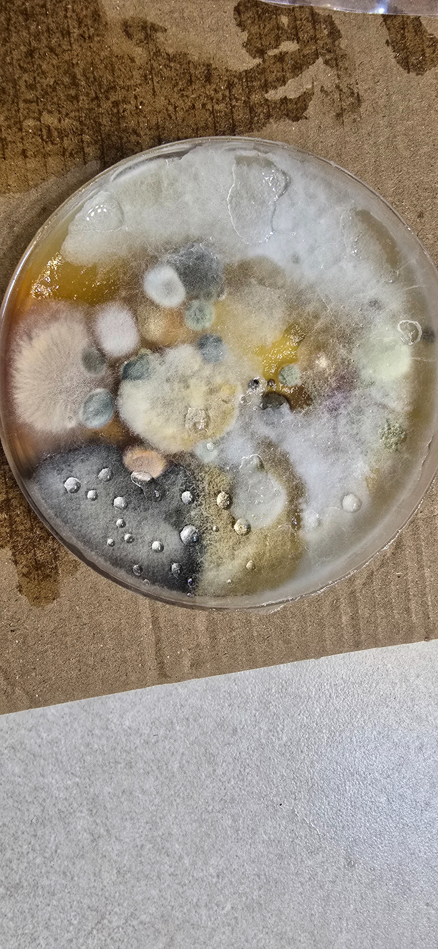 Help My Family Recover from Mold Exposure campaign photo, 4 of 7