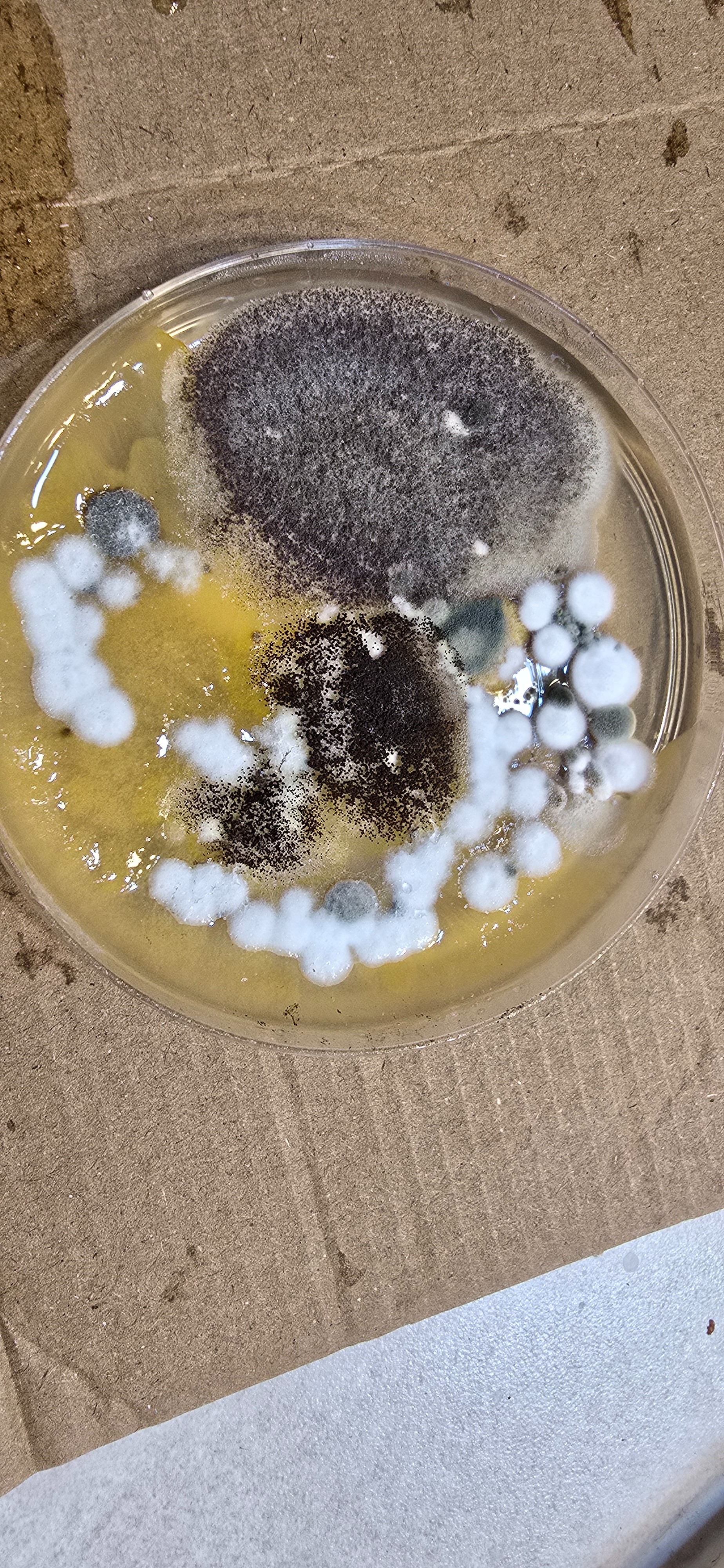 Help My Family Recover from Mold Exposure campaign photo, 6 of 7