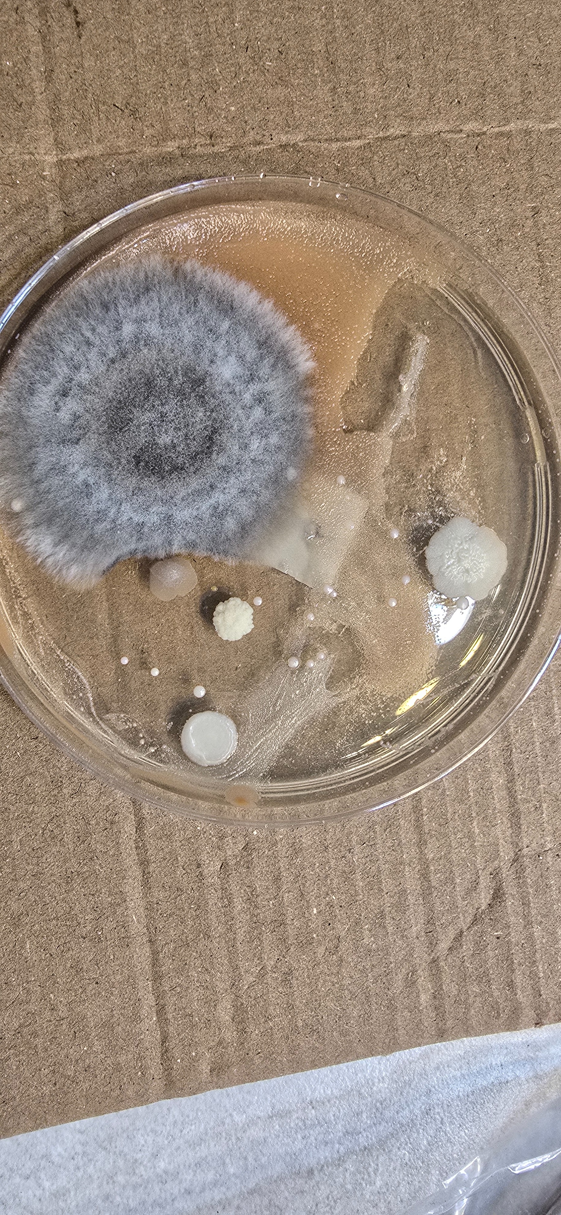 Help My Family Recover from Mold Exposure campaign photo, 5 of 7