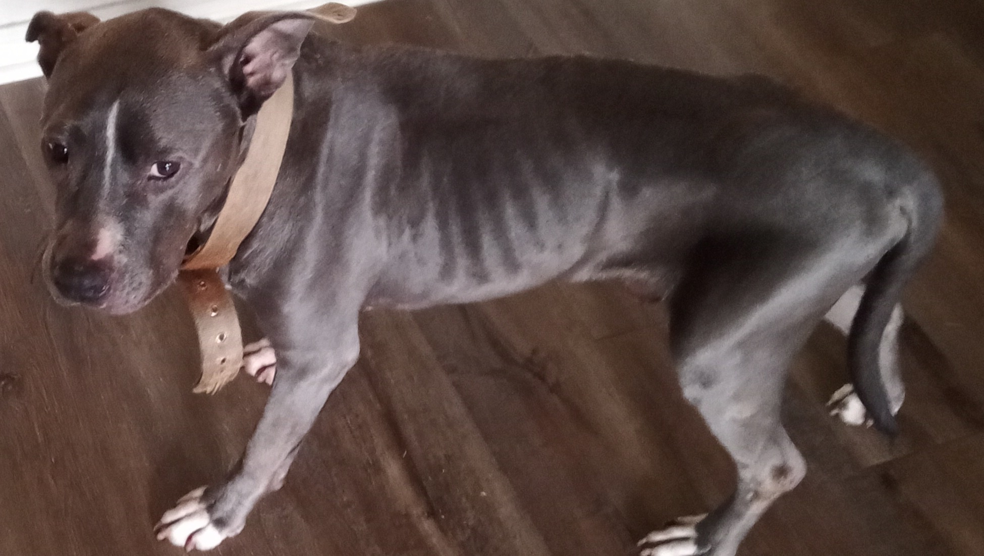 Help My Dog Get Urgent Vet Care photo