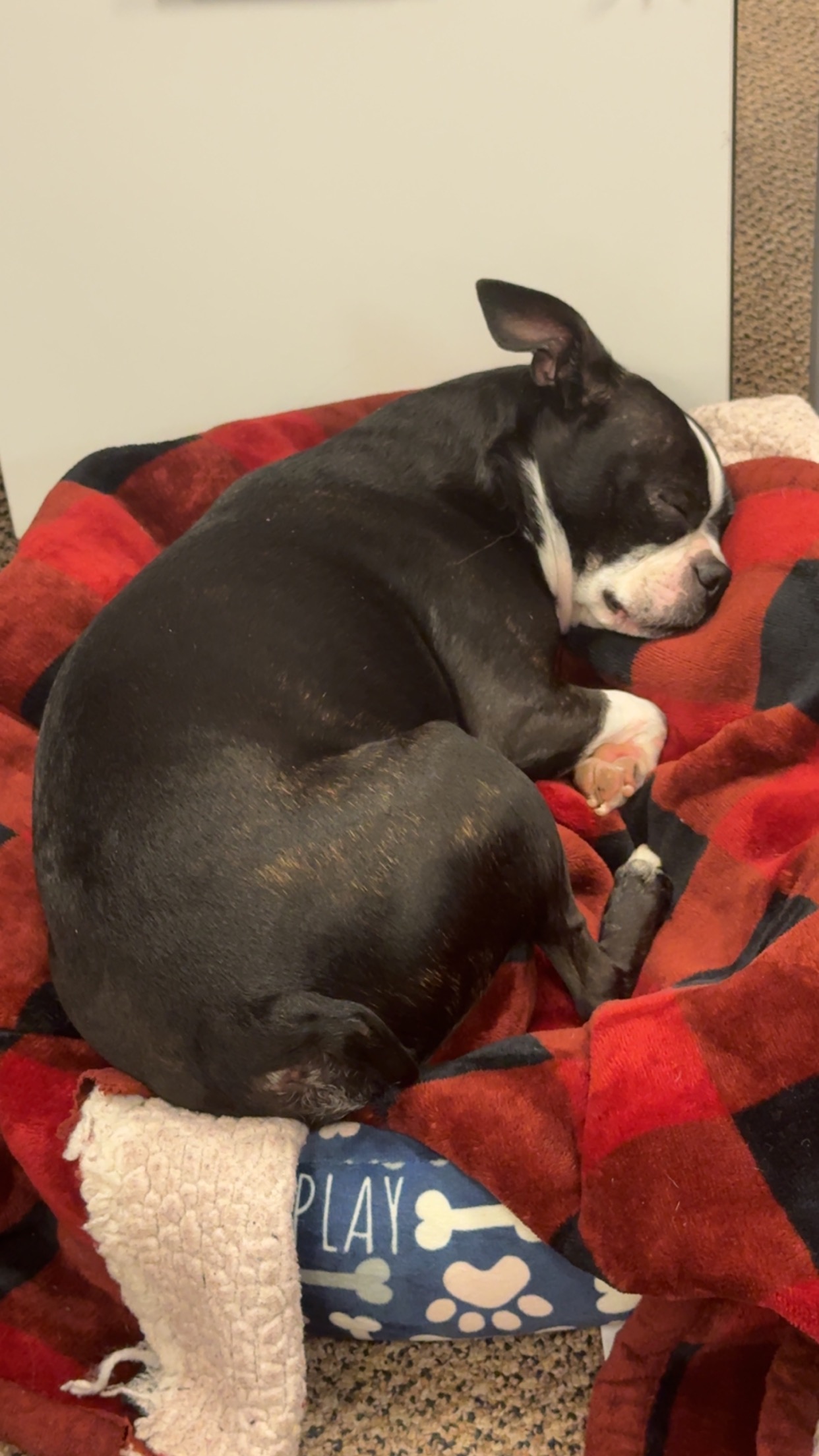 Help Caboose Get Lifesaving Care campaign photo, 2 of 7