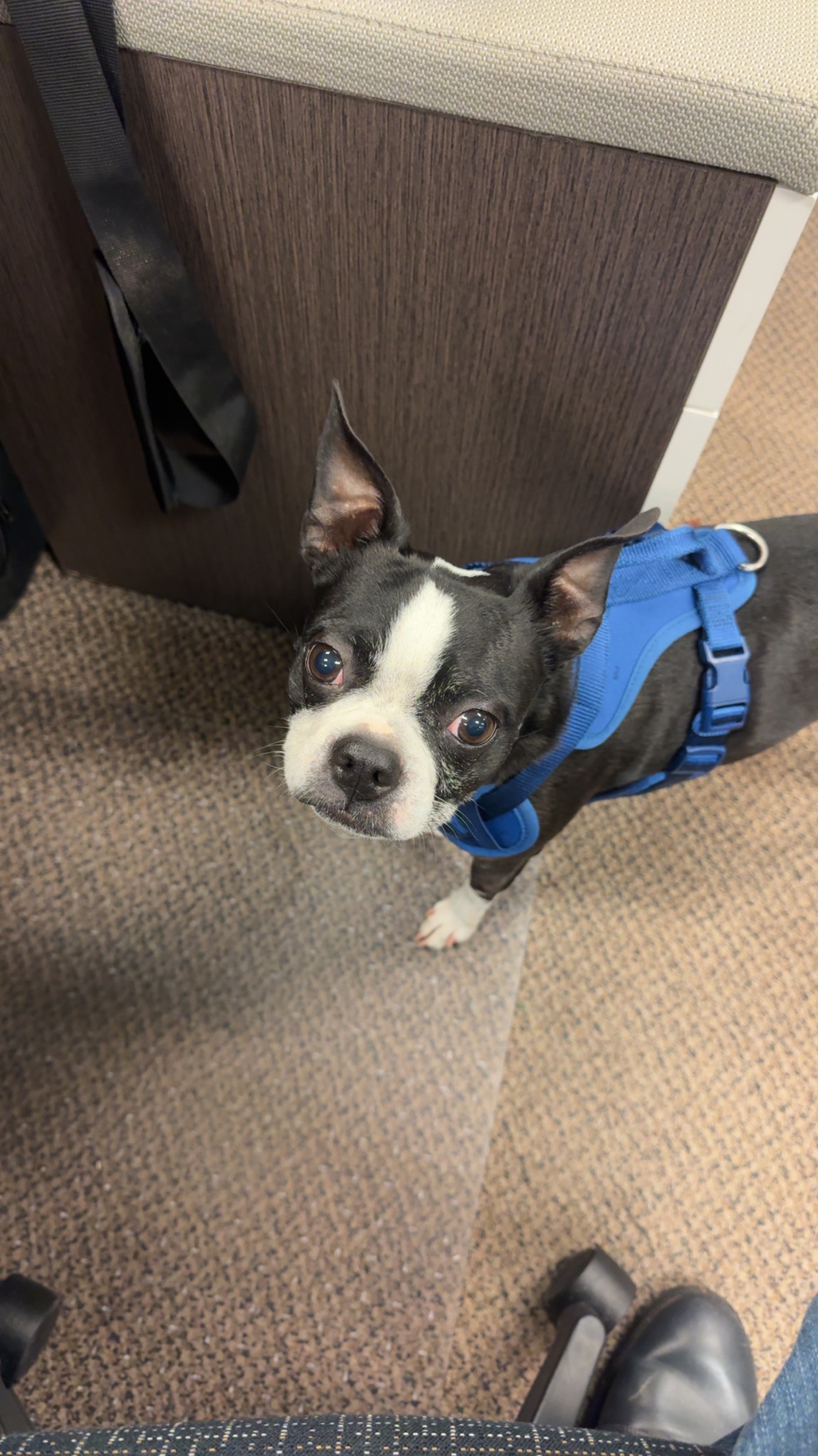 Help Caboose Get Lifesaving Care campaign photo, 4 of 7