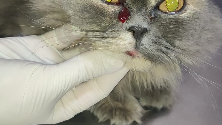 Help us save street cats-Food, Medical Care, Safe Shelter photo