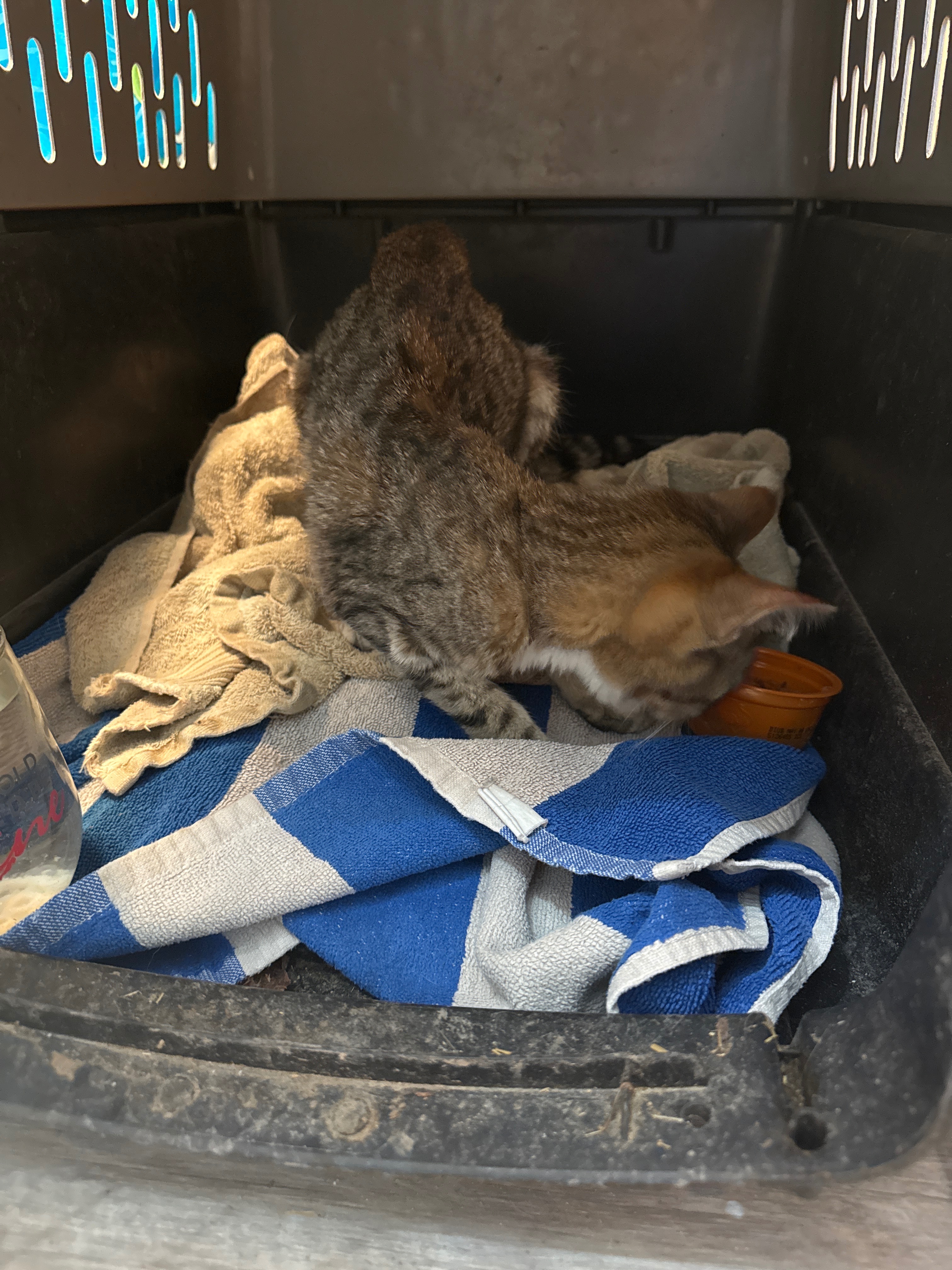 Support Lucky’s Recovery and Vet Bills campaign photo, 2 of 4