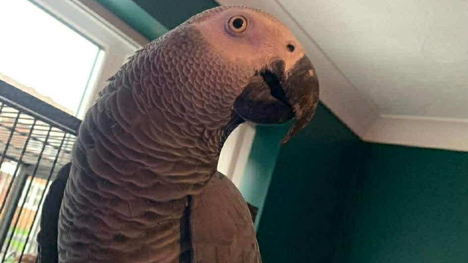 Barry Parrot Rescue photo